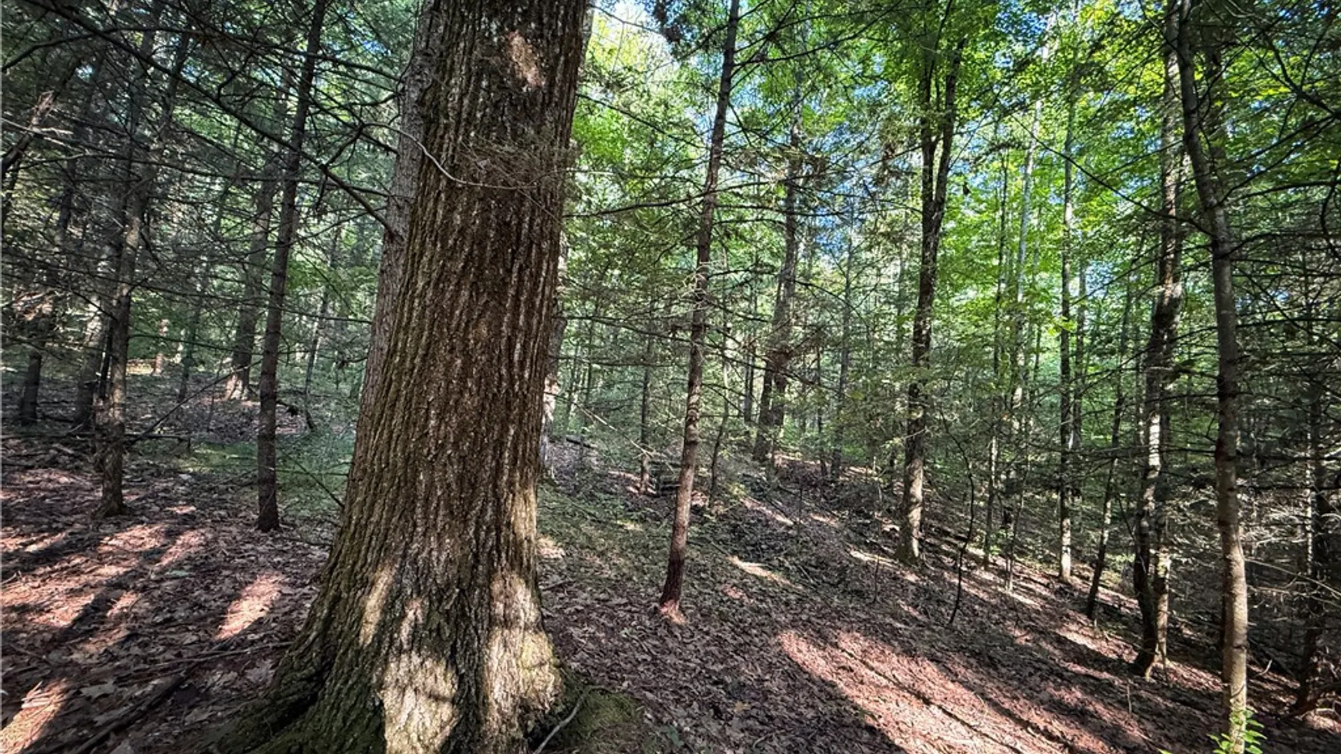 Property at Wright Road, Candor, NY 13743 12