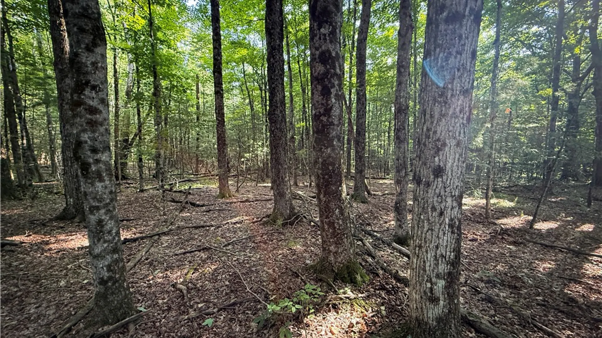 Property at Wright Road, Candor, NY 13743 15