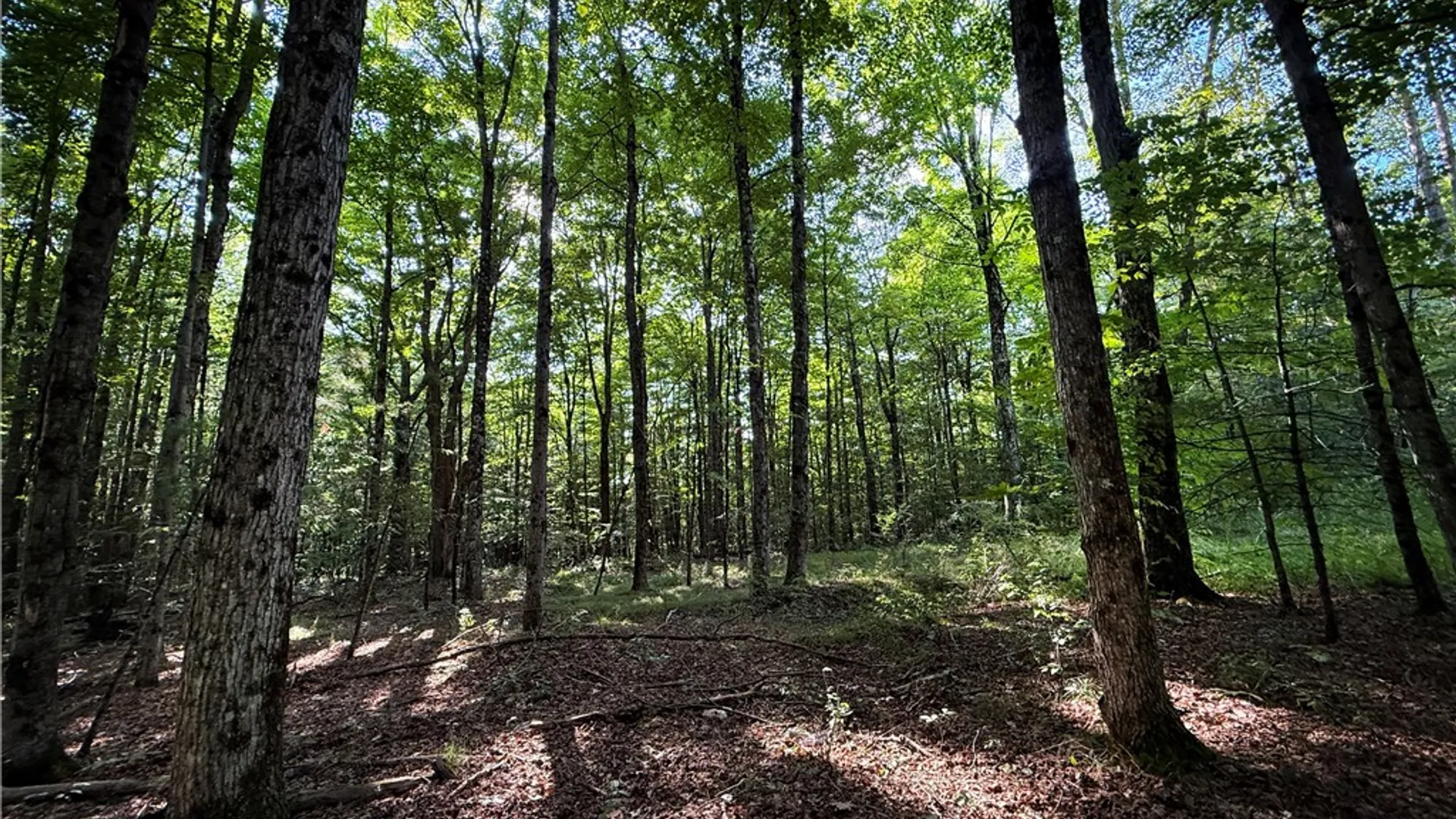 Property at Wright Road, Candor, NY 13743 16