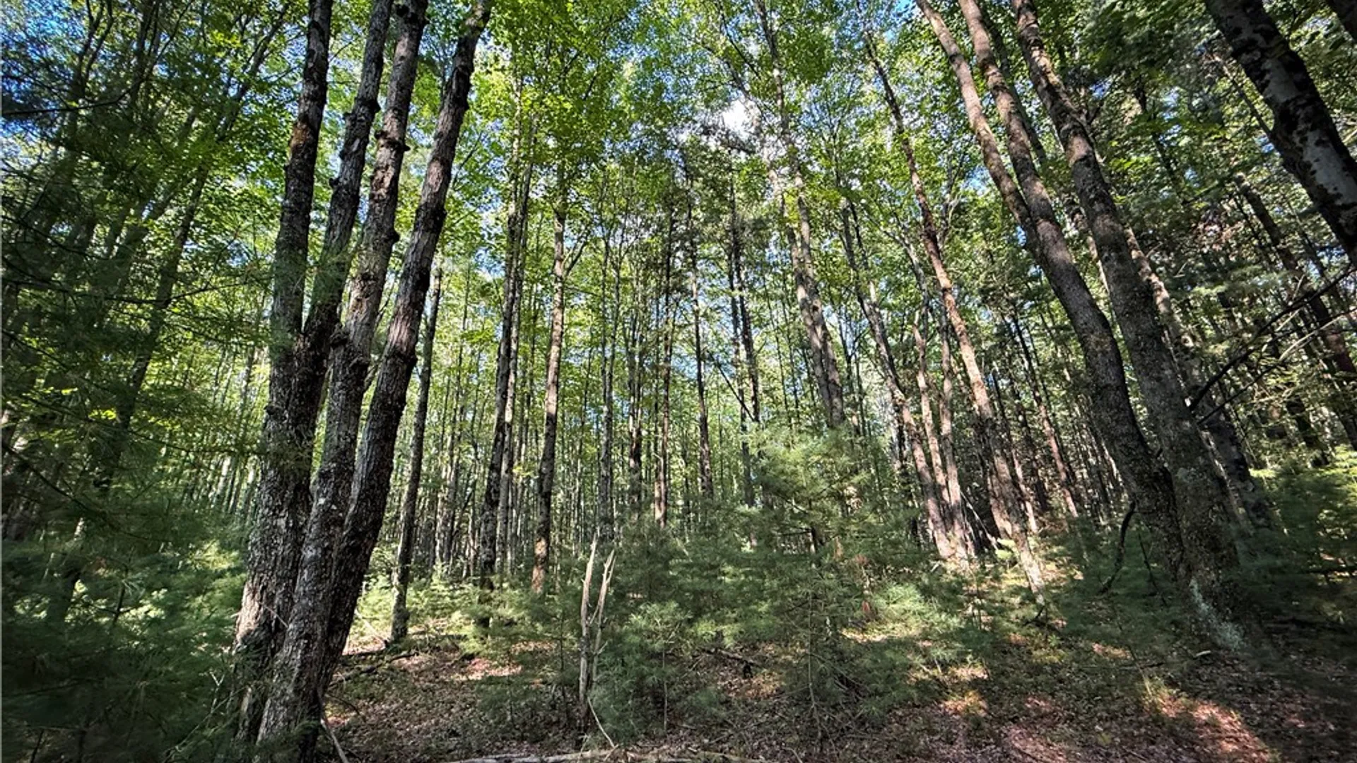 Property at Wright Road, Candor, NY 13743 21