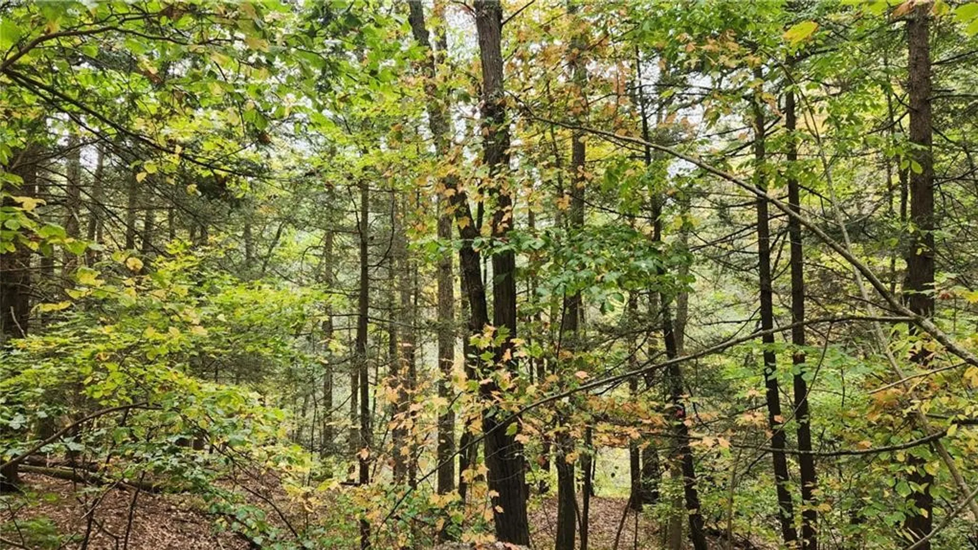 Property at Hanyon Road, Canisteo, NY 14823 4