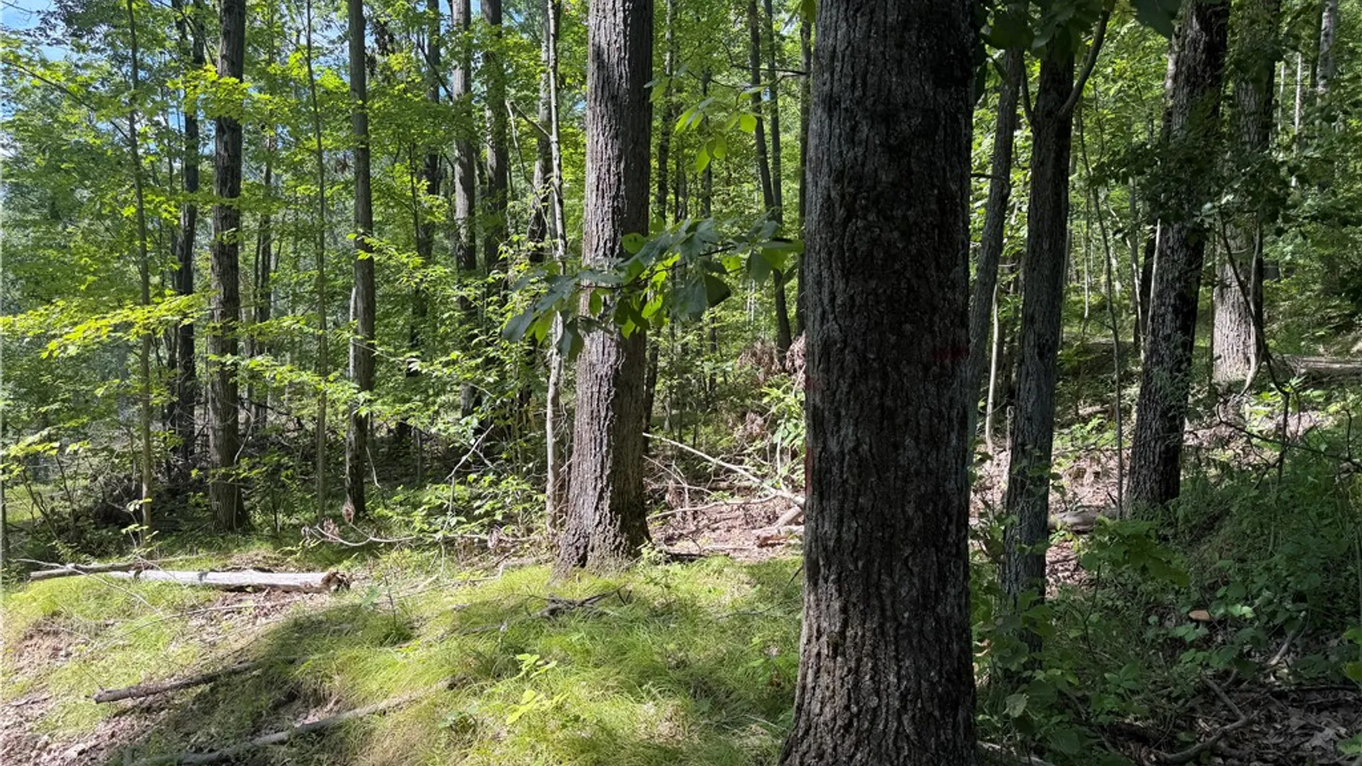 Property at WP01 Rt-70, Grove, NY 14884 12