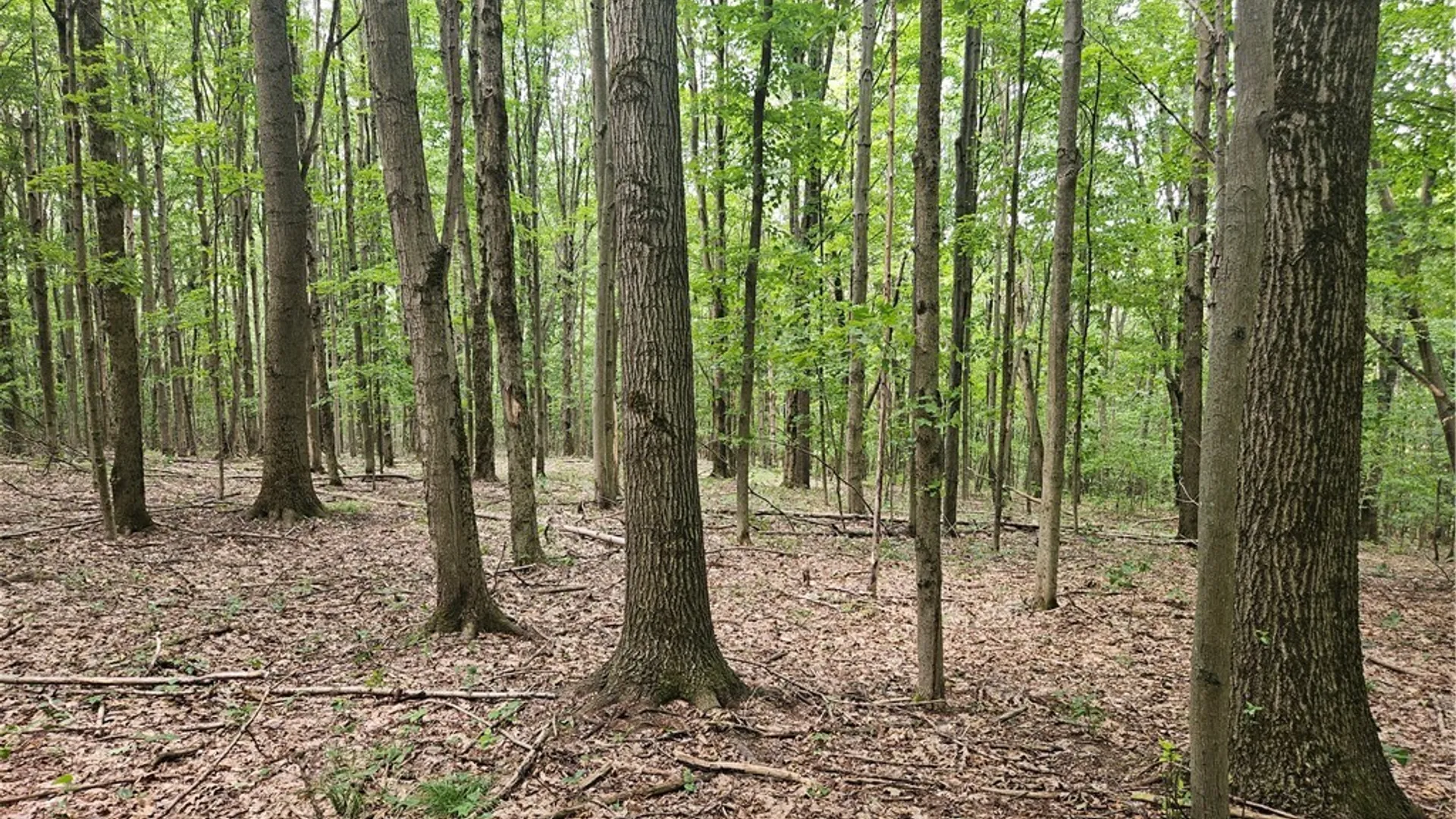 Property at 0 Bozard Hill Road, Humphrey, NY 14741 10