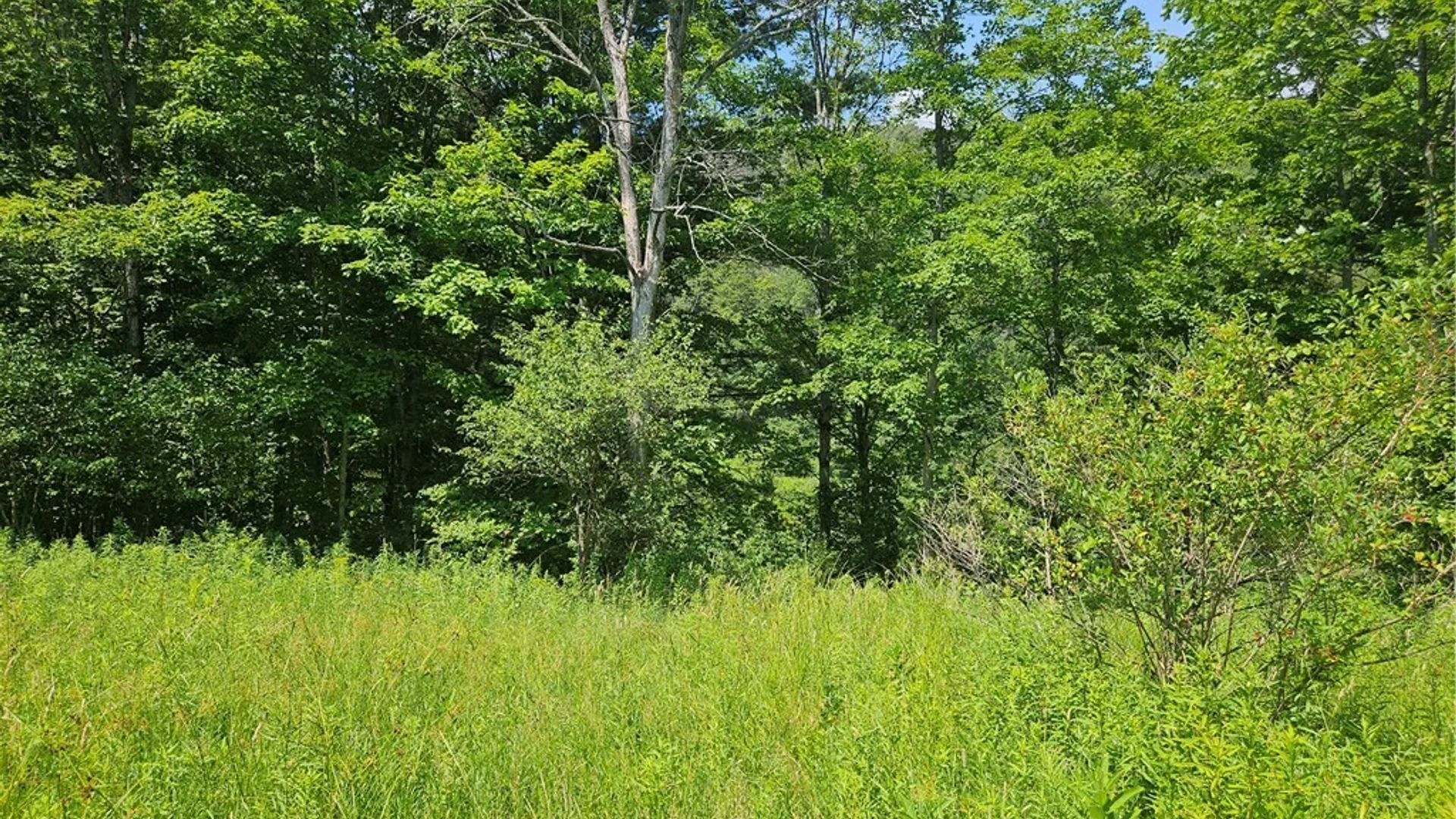 Property at 0 Bozard Hill Road, Humphrey, NY 14741 12