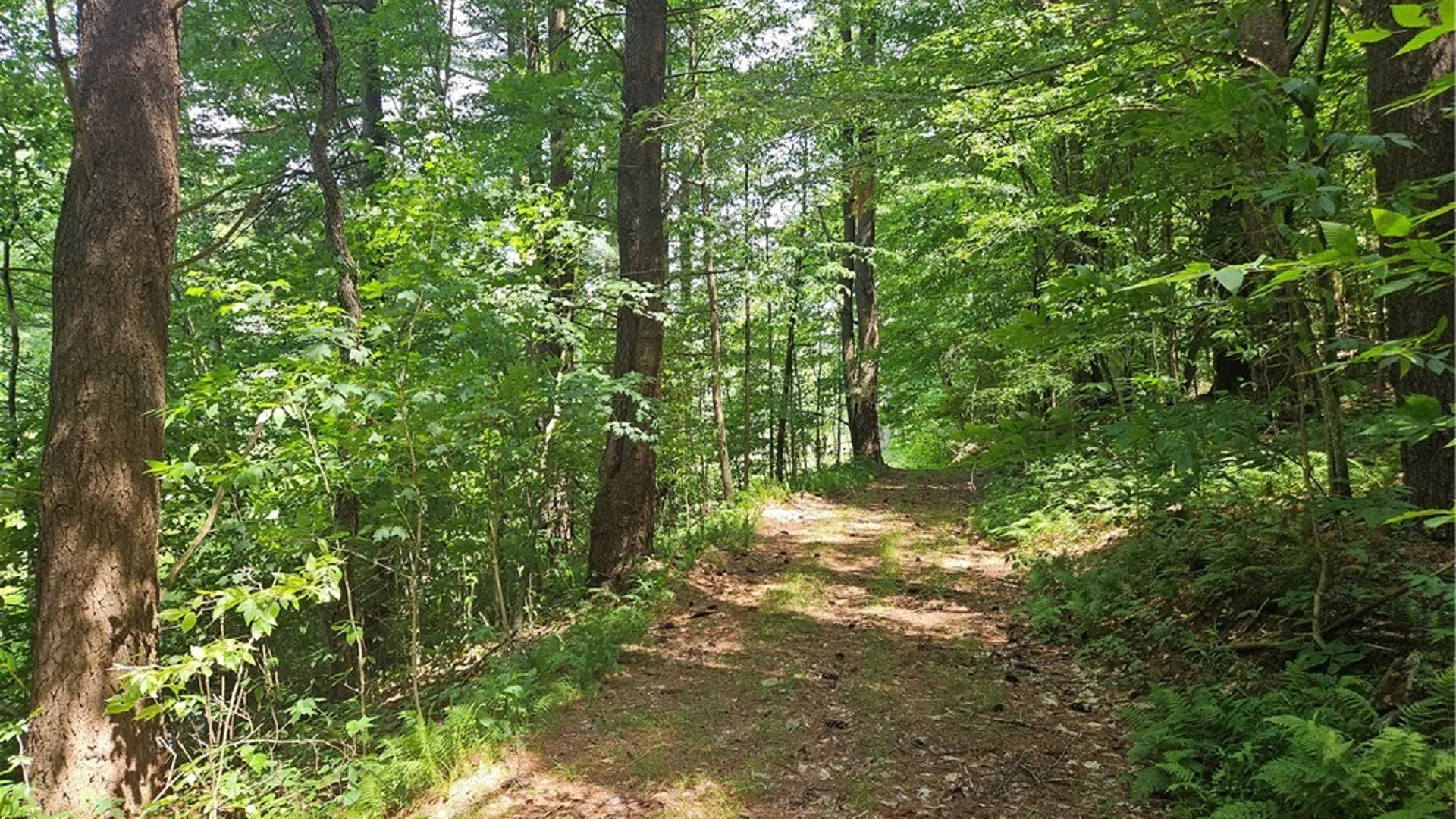 Property at 0 Bozard Hill Road, Humphrey, NY 14741 13