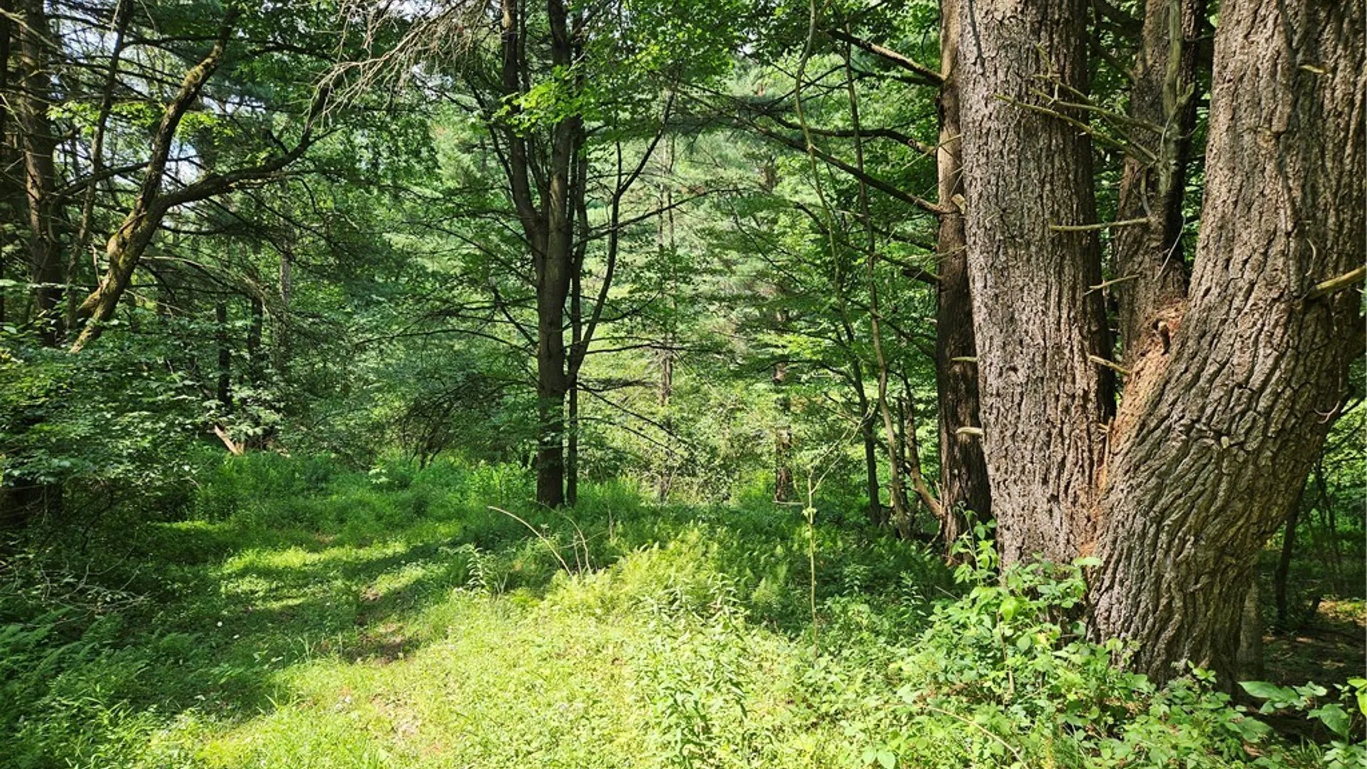 Property at 0 Bozard Hill Road, Humphrey, NY 14741 17