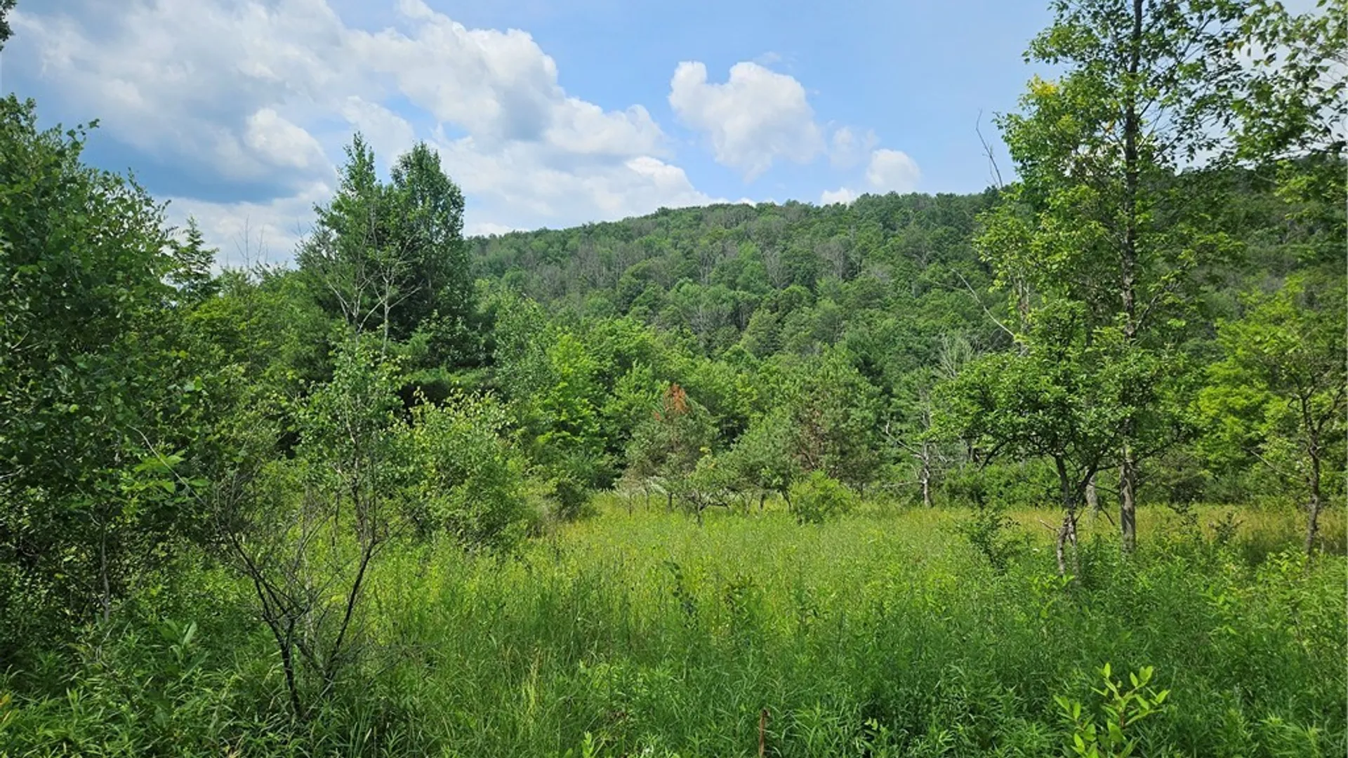 Property at 0 Bozard Hill Road, Humphrey, NY 14741 19