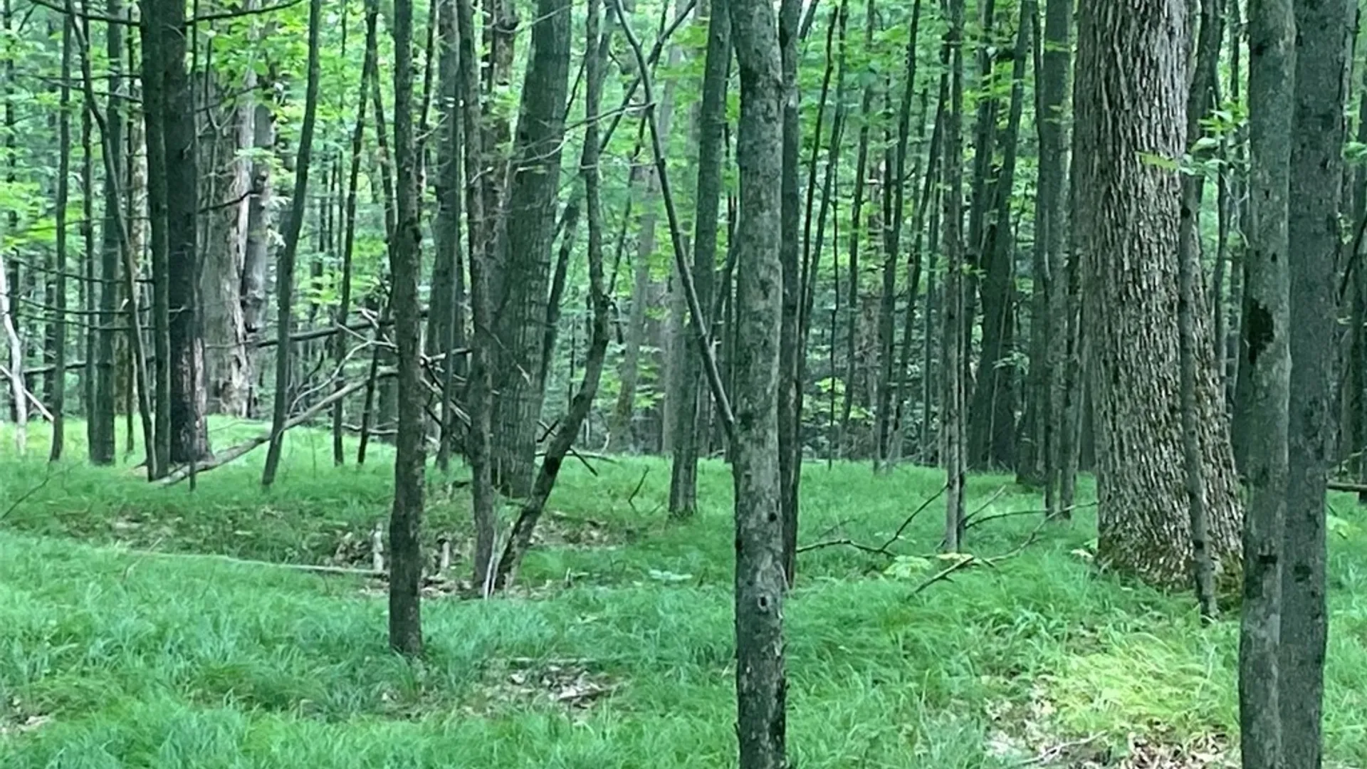 Property at 6218 Feathers Creek Road, Angelica, NY 14813 32