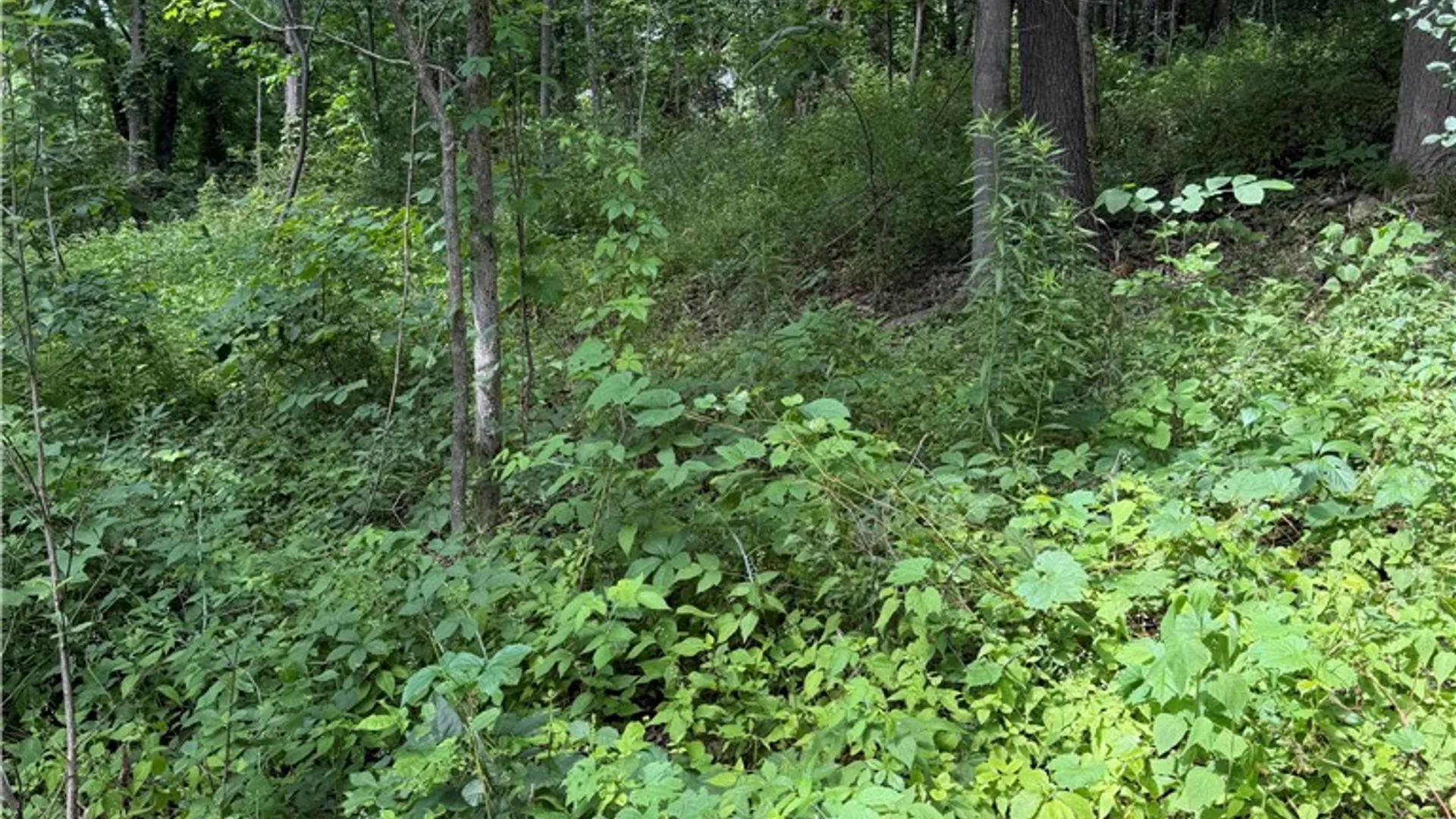 Property at 0 Rt-64, Bristol, NY 14424 14
