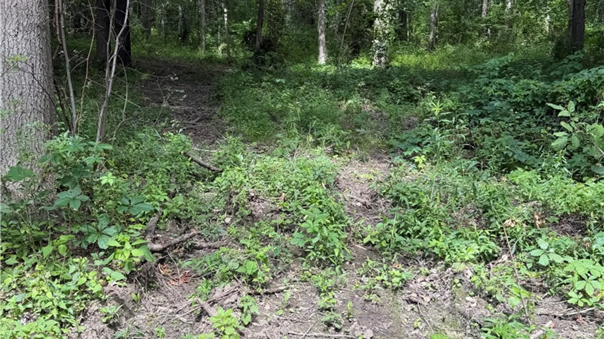 Property at 0 Rt-64, Bristol, NY 14424 15