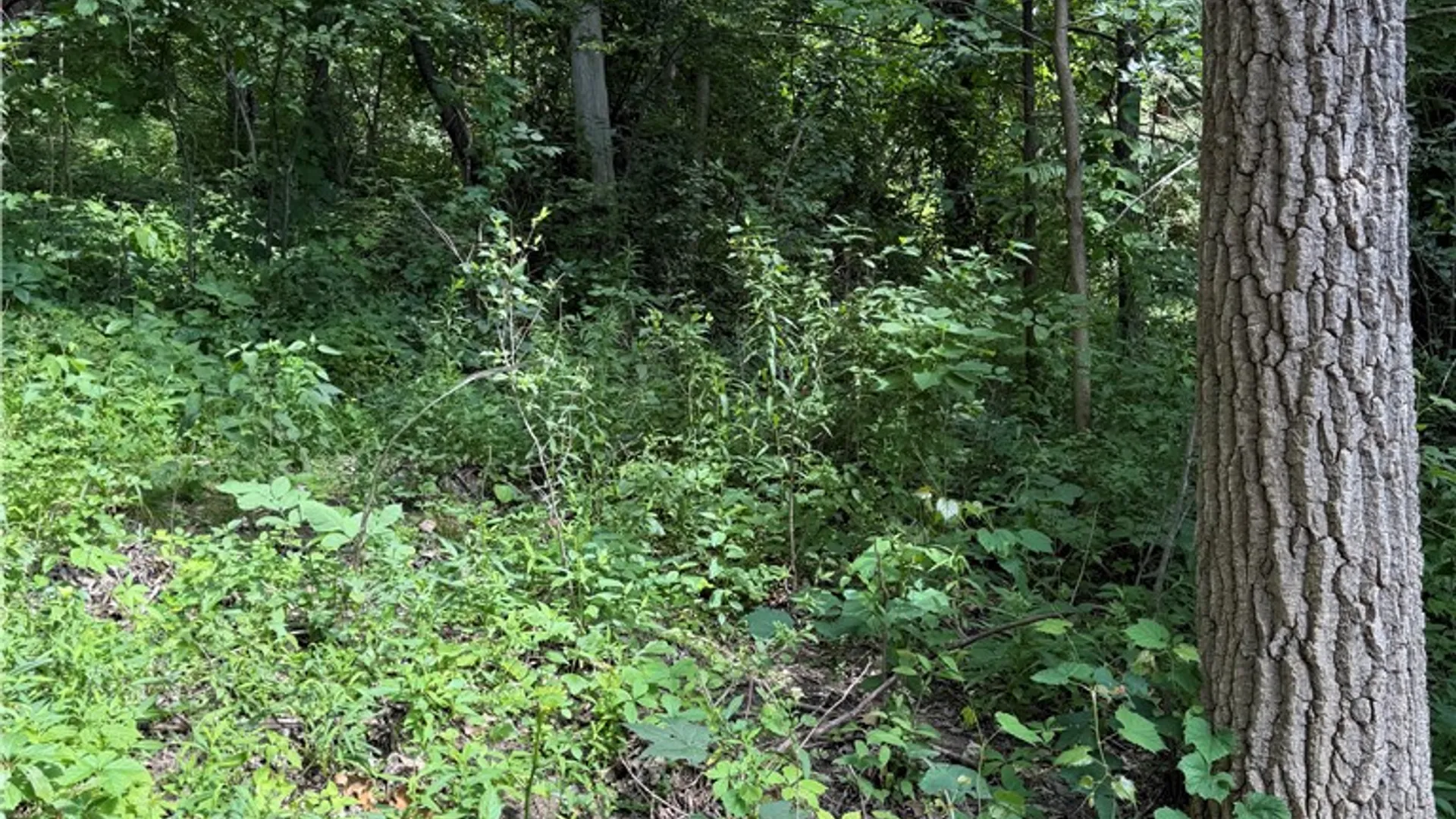 Property at 0 Rt-64, Bristol, NY 14424 16