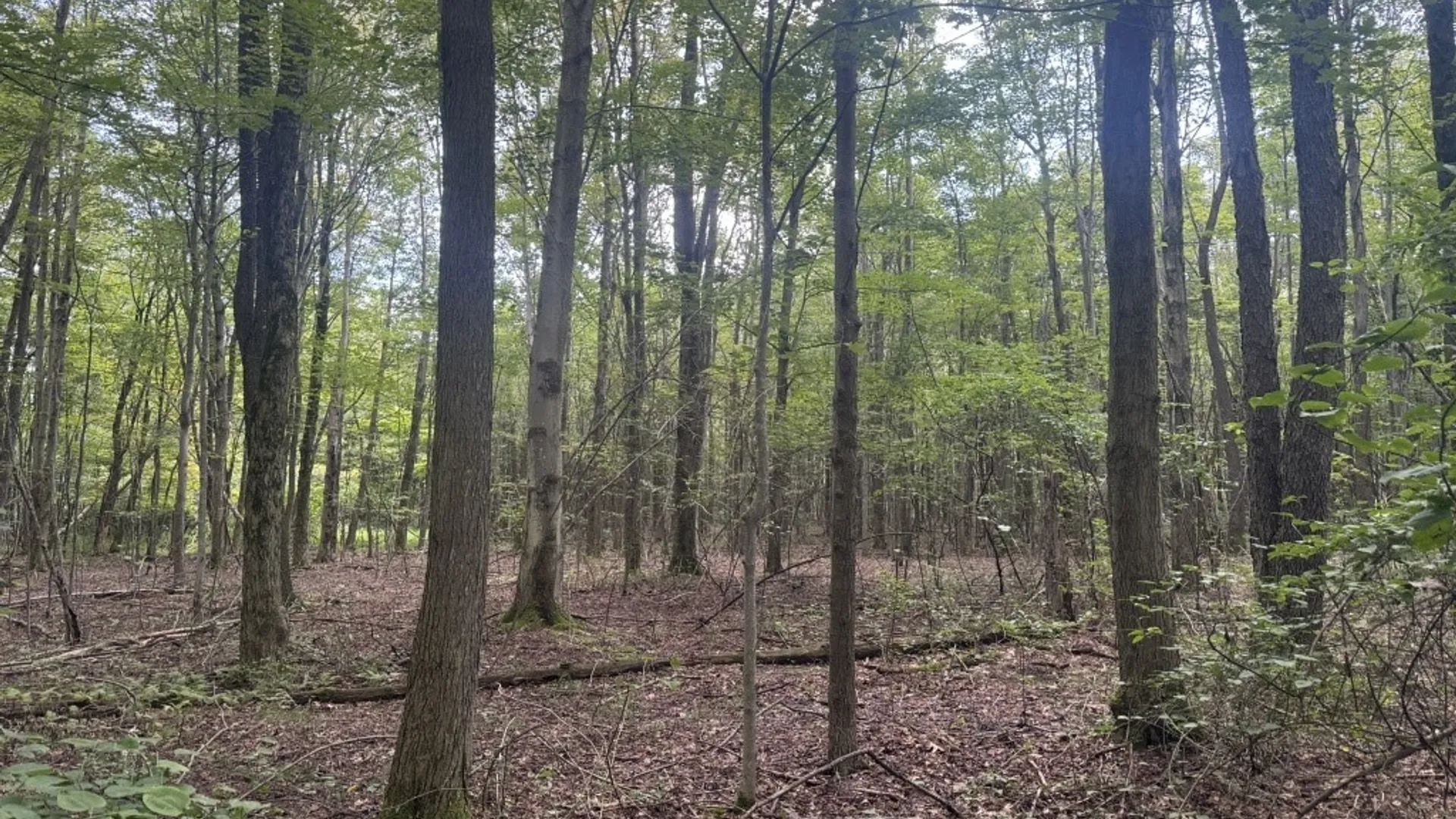 Property at 9185 Chautauqua Road, Pomfret, NY 14063 35