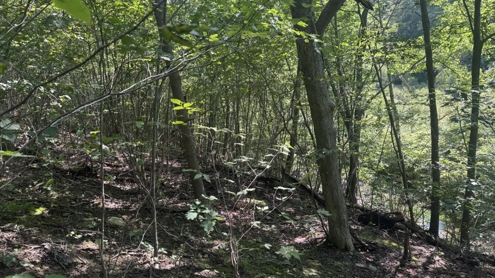 Property at 9185 Chautauqua Road, Pomfret, NY 14063 36