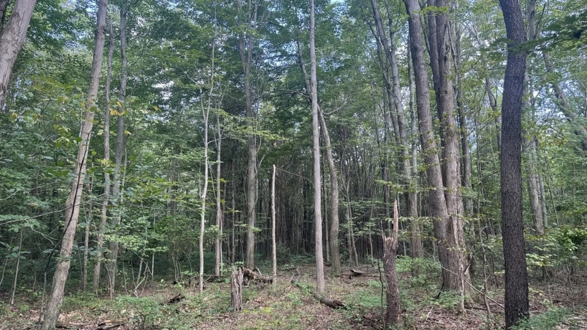 Property at 9185 Chautauqua Road, Pomfret, NY 14063 37