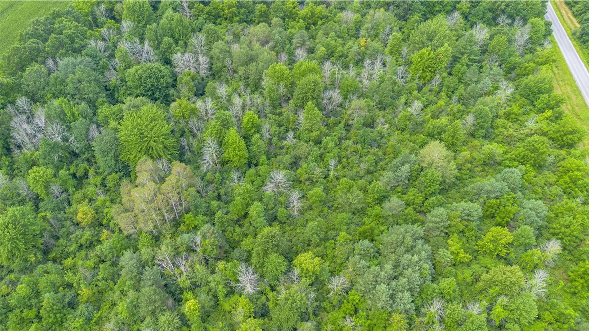Property at 0 Ogden Road, Varick, NY 13148 9