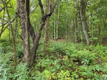 Property at Sweeney/Seelman Truck Trail Road, West Turin, NY 13325