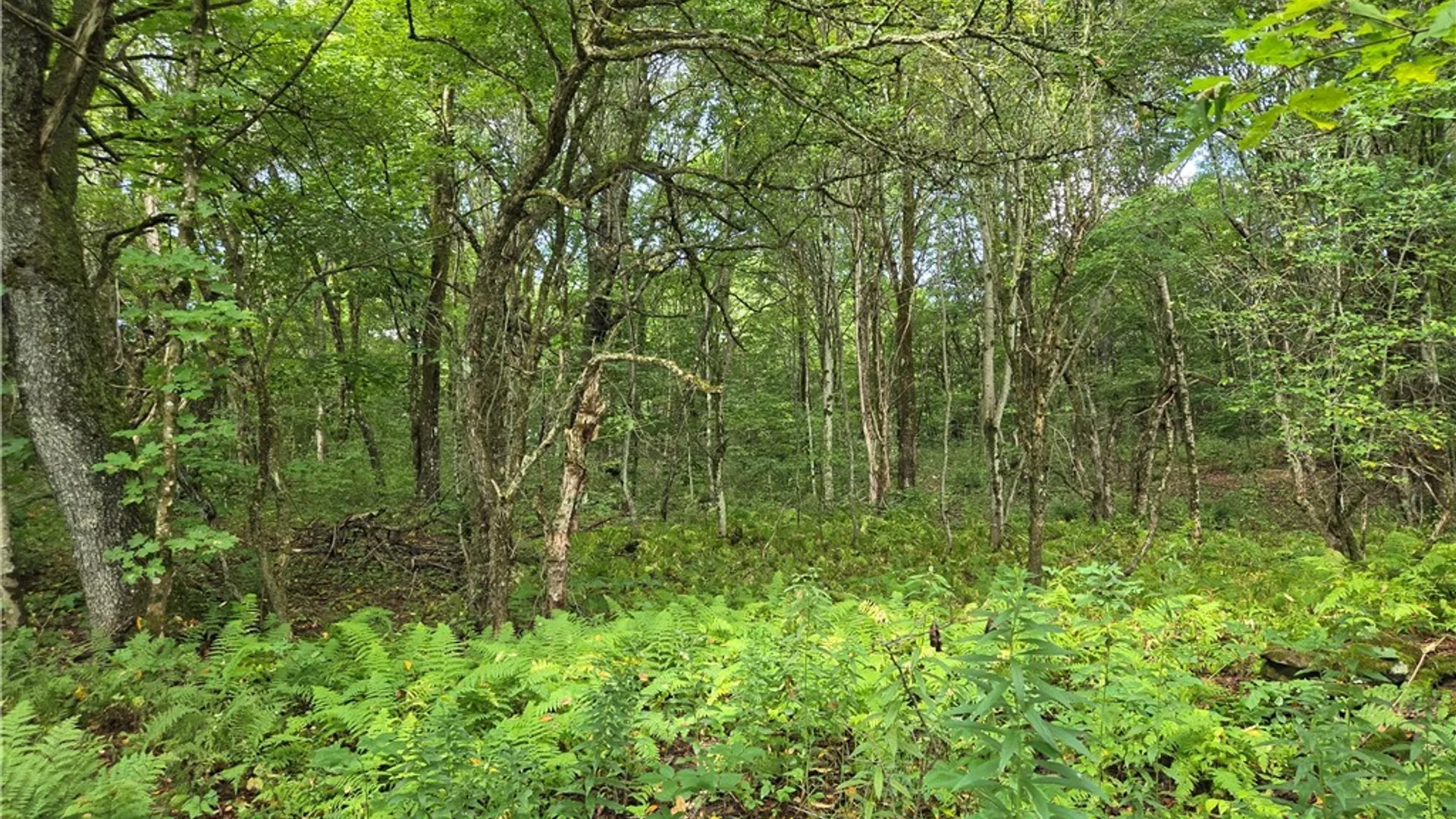Property at Sweeney/Seelman Truck Trail Road, West Turin, NY 13325 3
