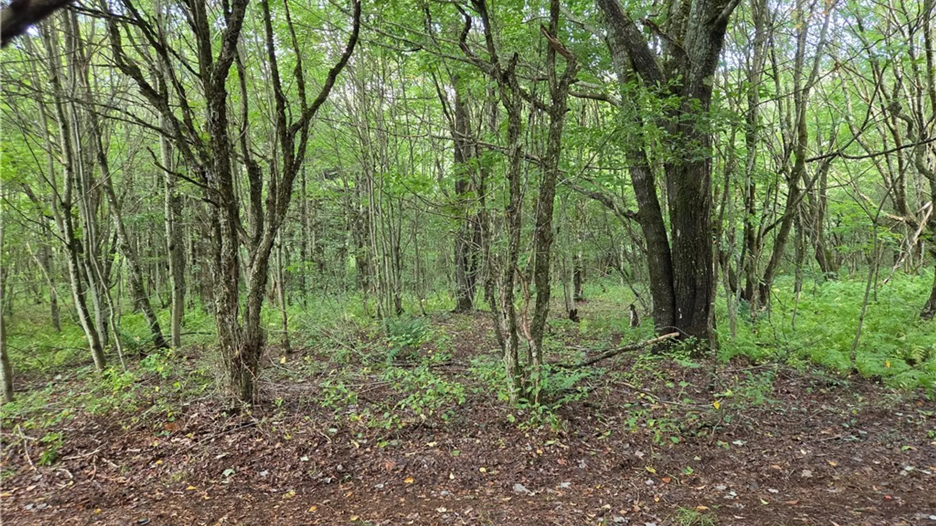 Property at Sweeney/Seelman Truck Trail Road, West Turin, NY 13325 4