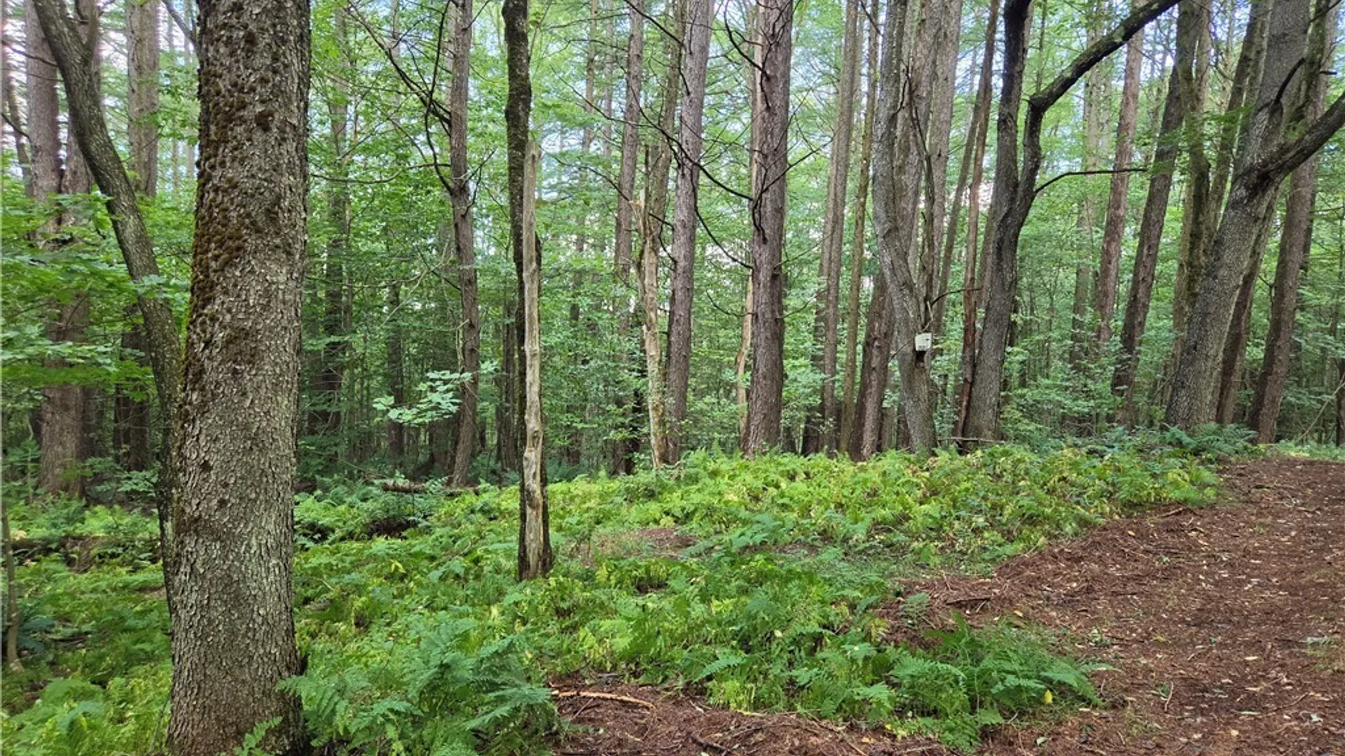Property at Sweeney/Seelman Truck Trail Road, West Turin, NY 13325 5