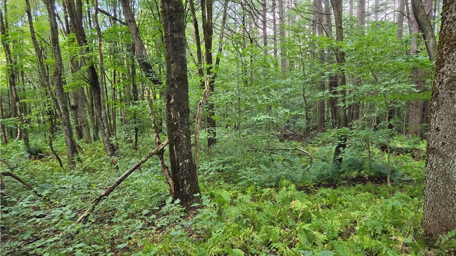 Property at Sweeney/Seelman Truck Trail Road, West Turin, NY 13325 6