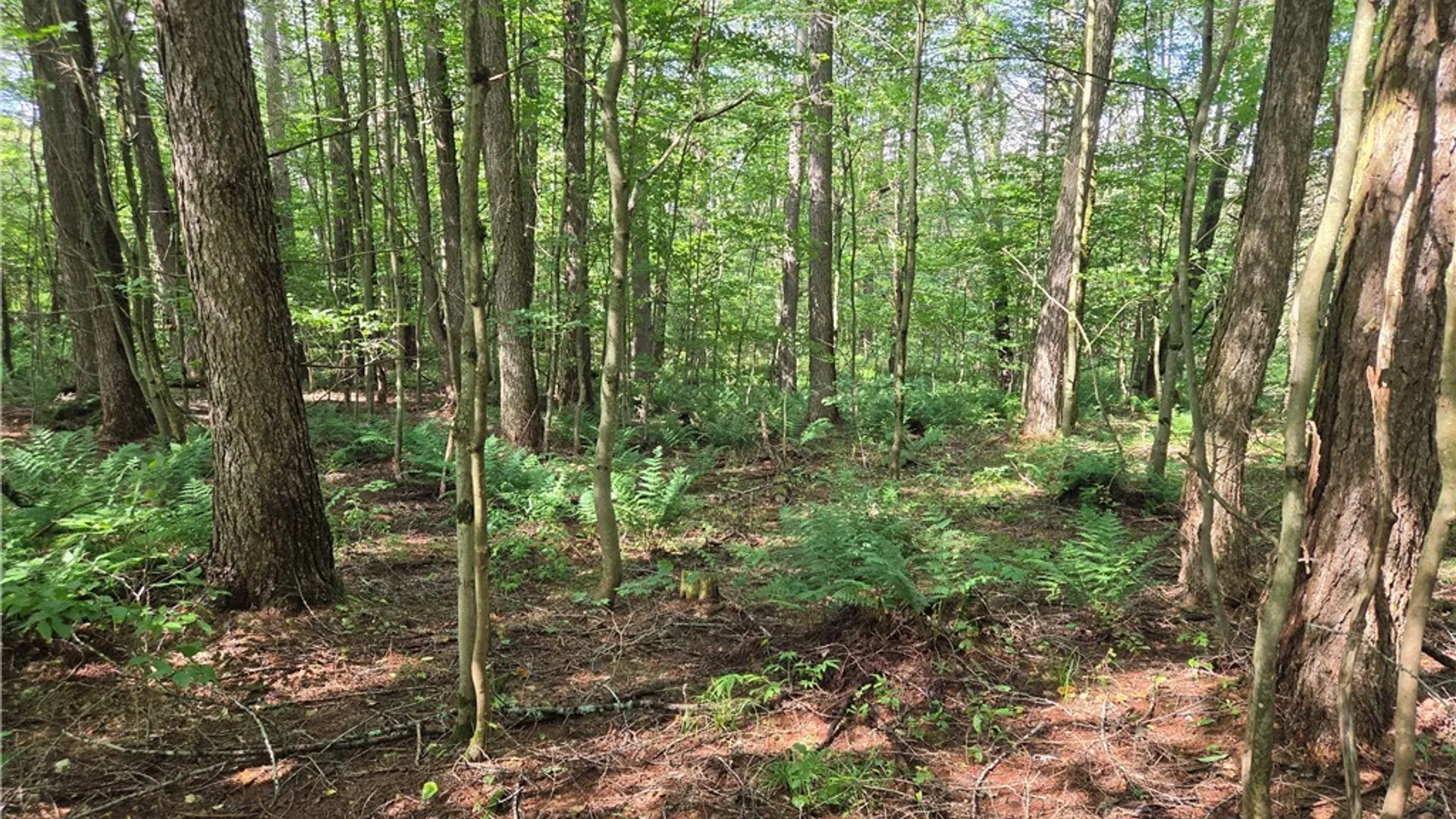 Property at Sweeney/Seelman Truck Trail Road, West Turin, NY 13325 7