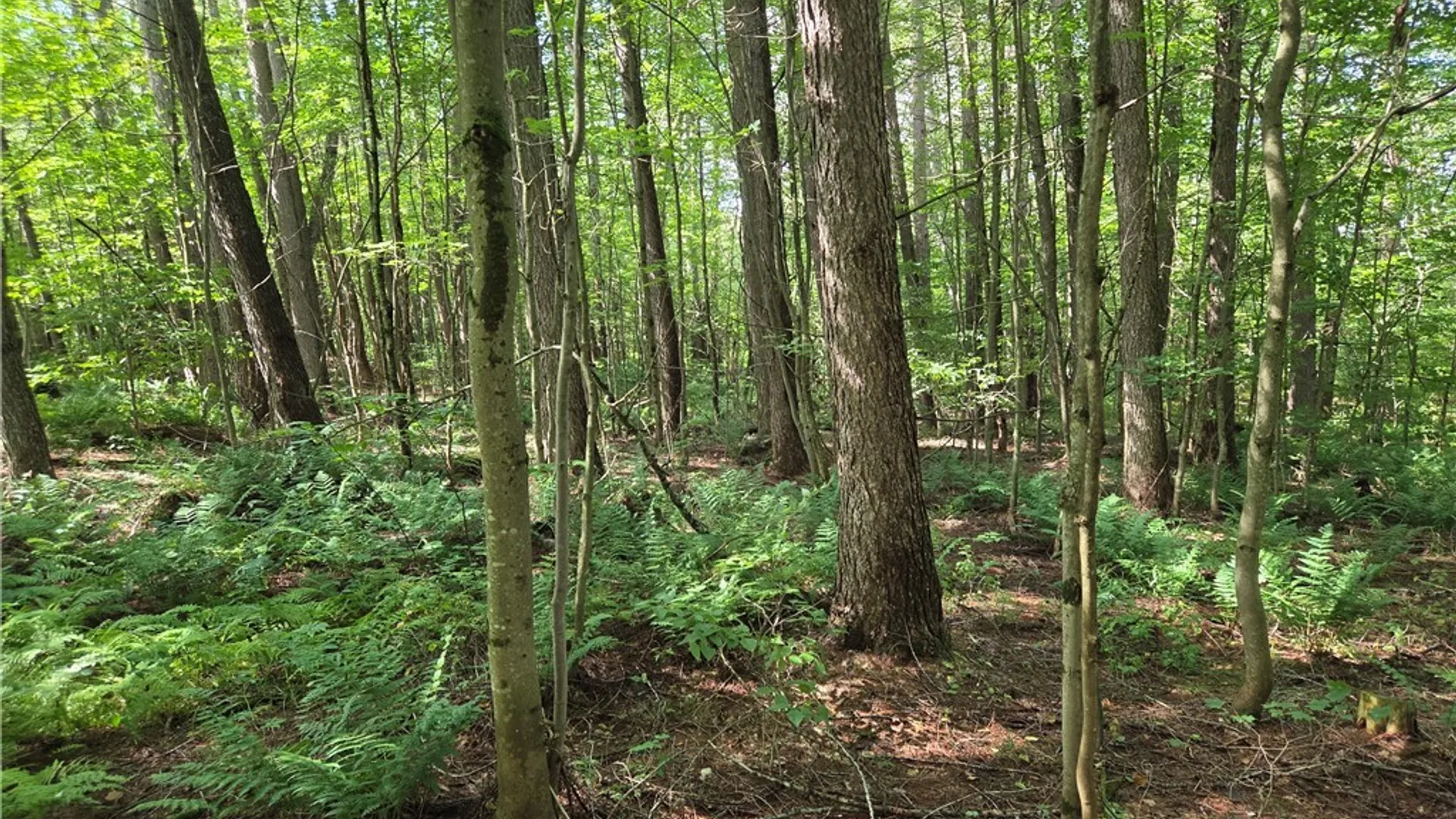 Property at Sweeney/Seelman Truck Trail Road, West Turin, NY 13325 8