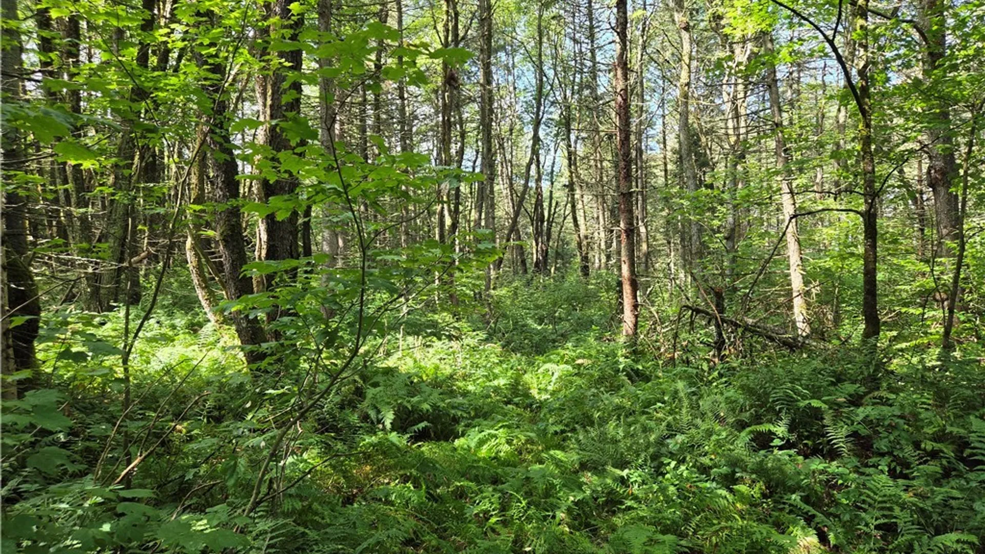 Property at Sweeney/Seelman Truck Trail Road, West Turin, NY 13325 9