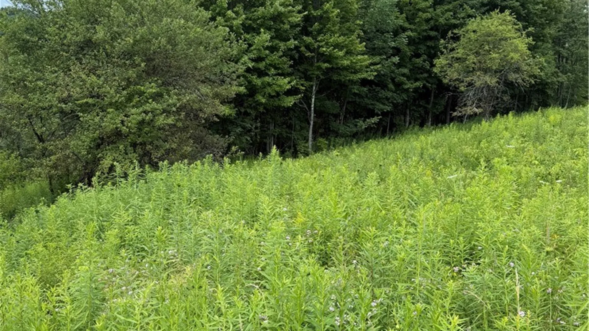 Property at 665 County Highway 14, New Lisbon, NY 13810 32