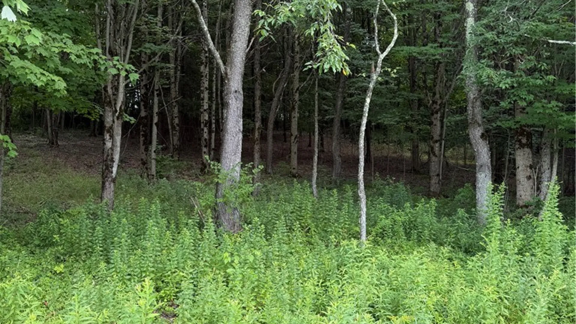 Property at 665 County Highway 14, New Lisbon, NY 13810 34