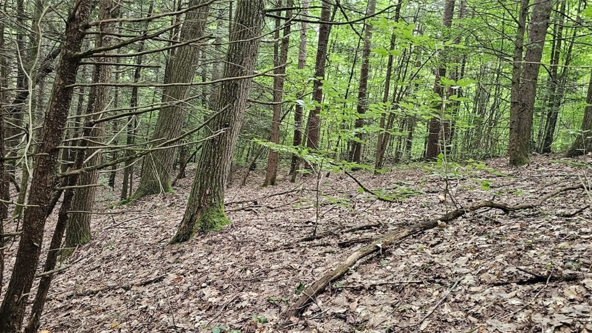Property at Union Hill Road, Candor, NY 13743 3
