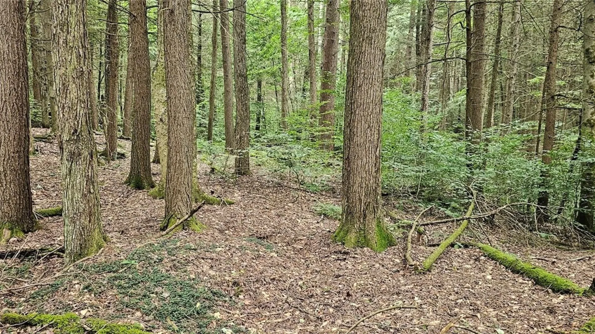 Property at Union Hill Road, Candor, NY 13743 8
