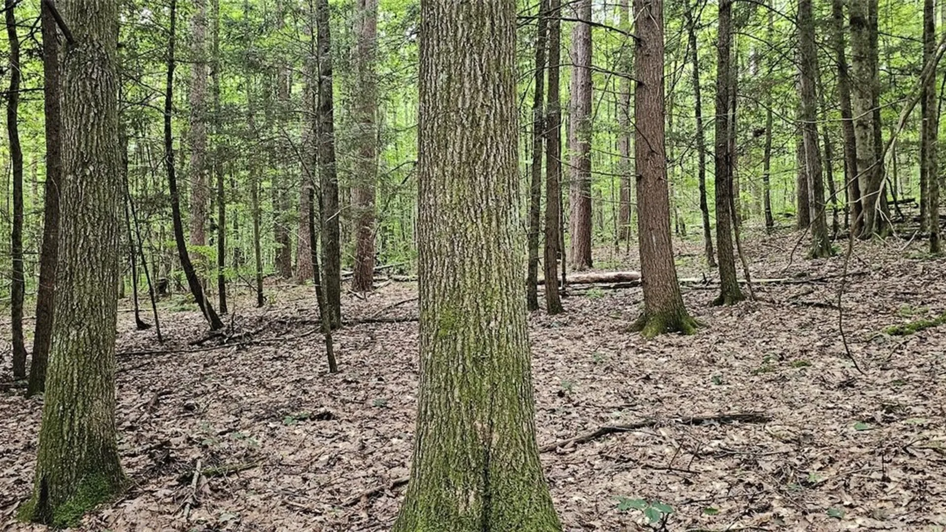 Property at Union Hill Road, Candor, NY 13743 9