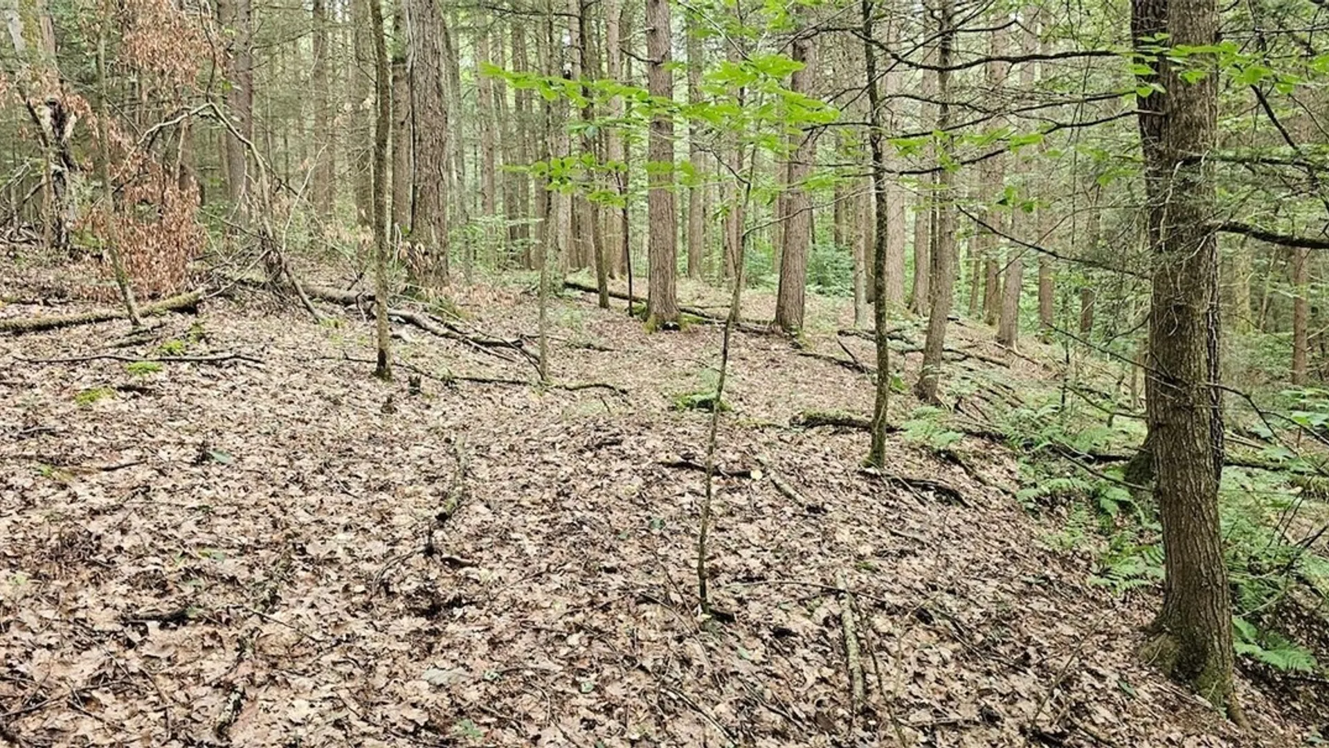 Property at Union Hill Road, Candor, NY 13743 13