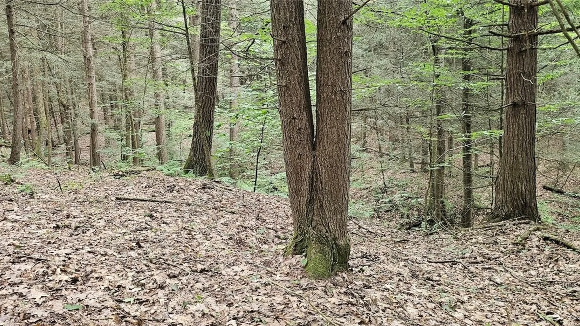 Property at Union Hill Road, Candor, NY 13743 14
