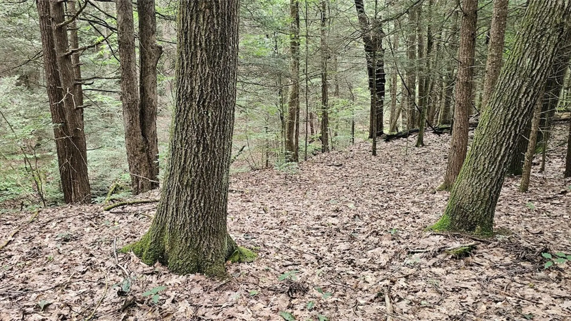 Property at Union Hill Road, Candor, NY 13743 15