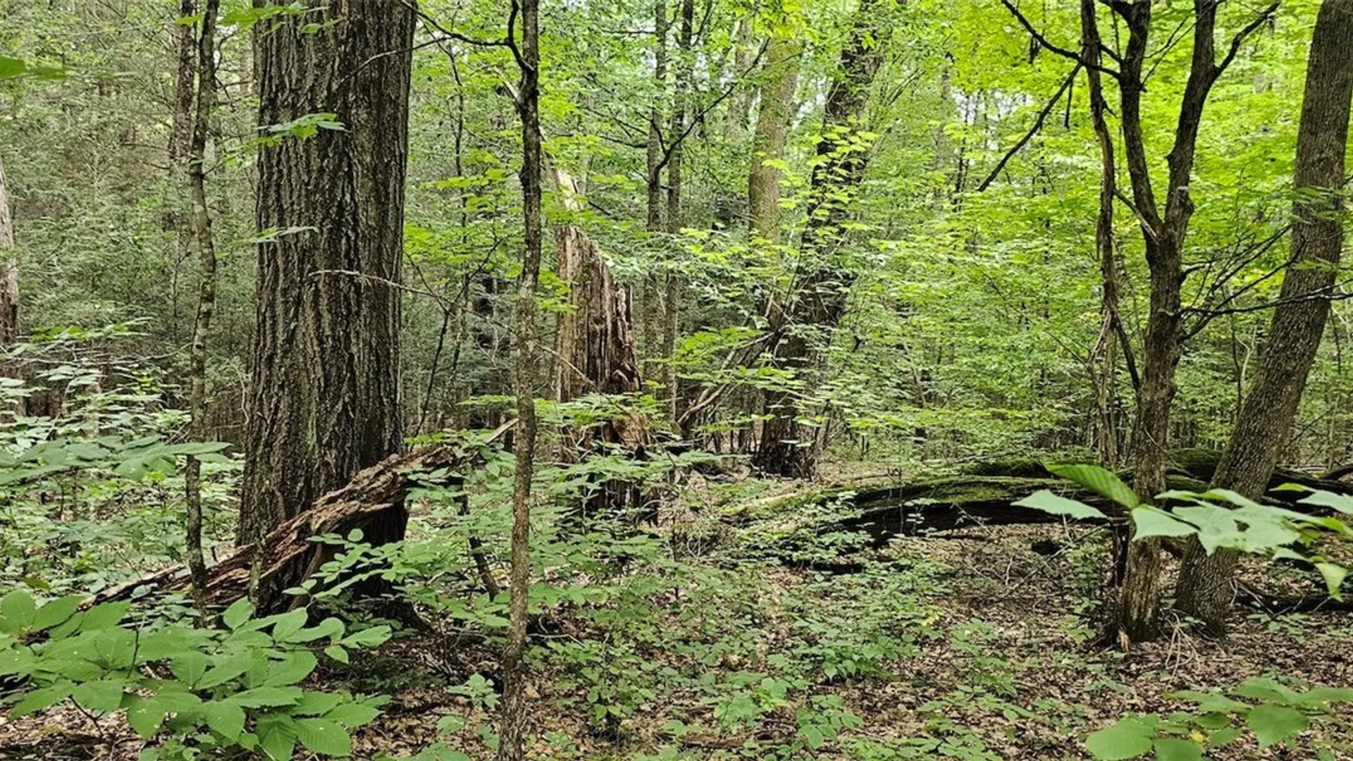 Property at Union Hill Road, Candor, NY 13743 18