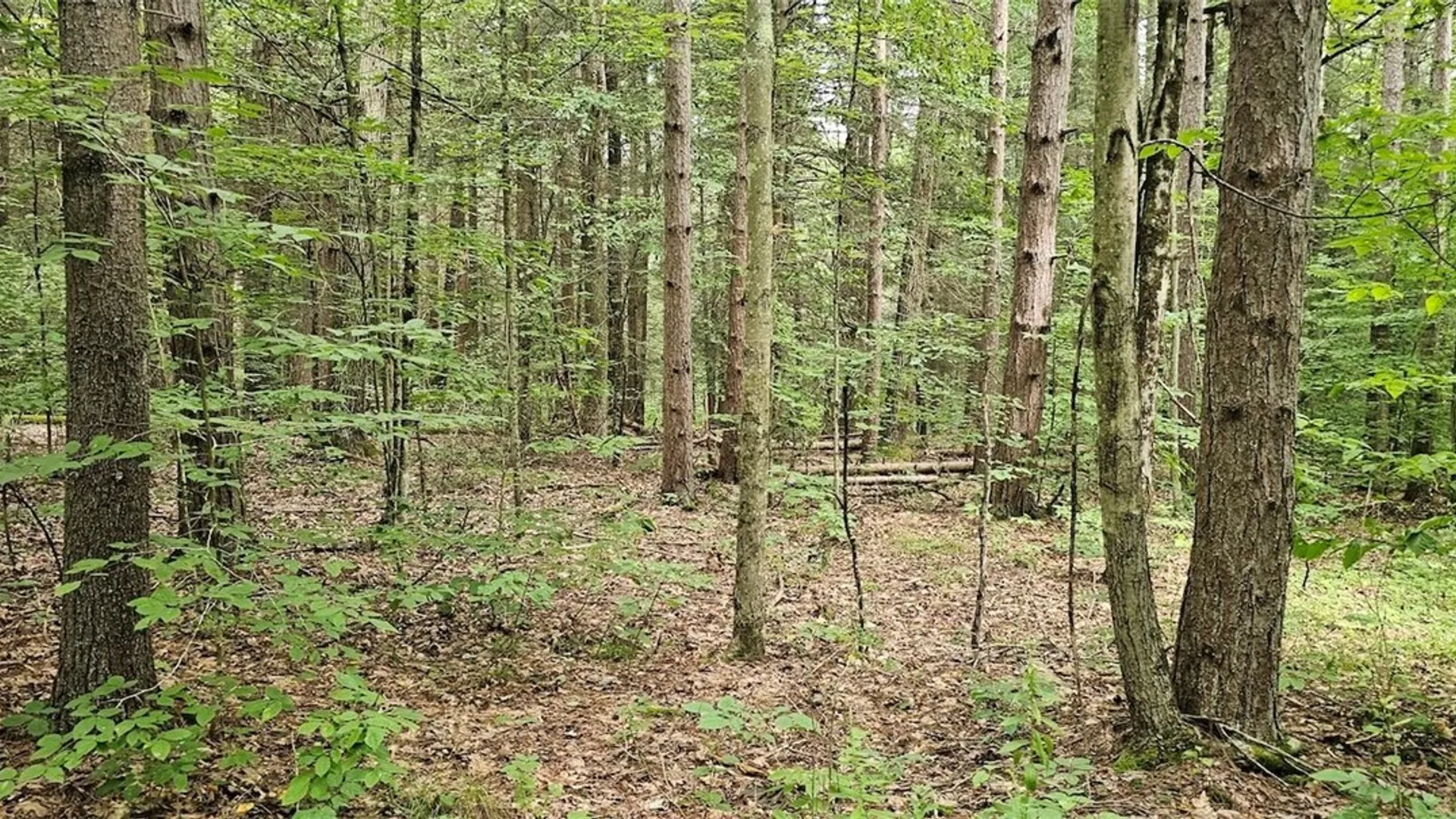 Property at Union Hill Road, Candor, NY 13743 20