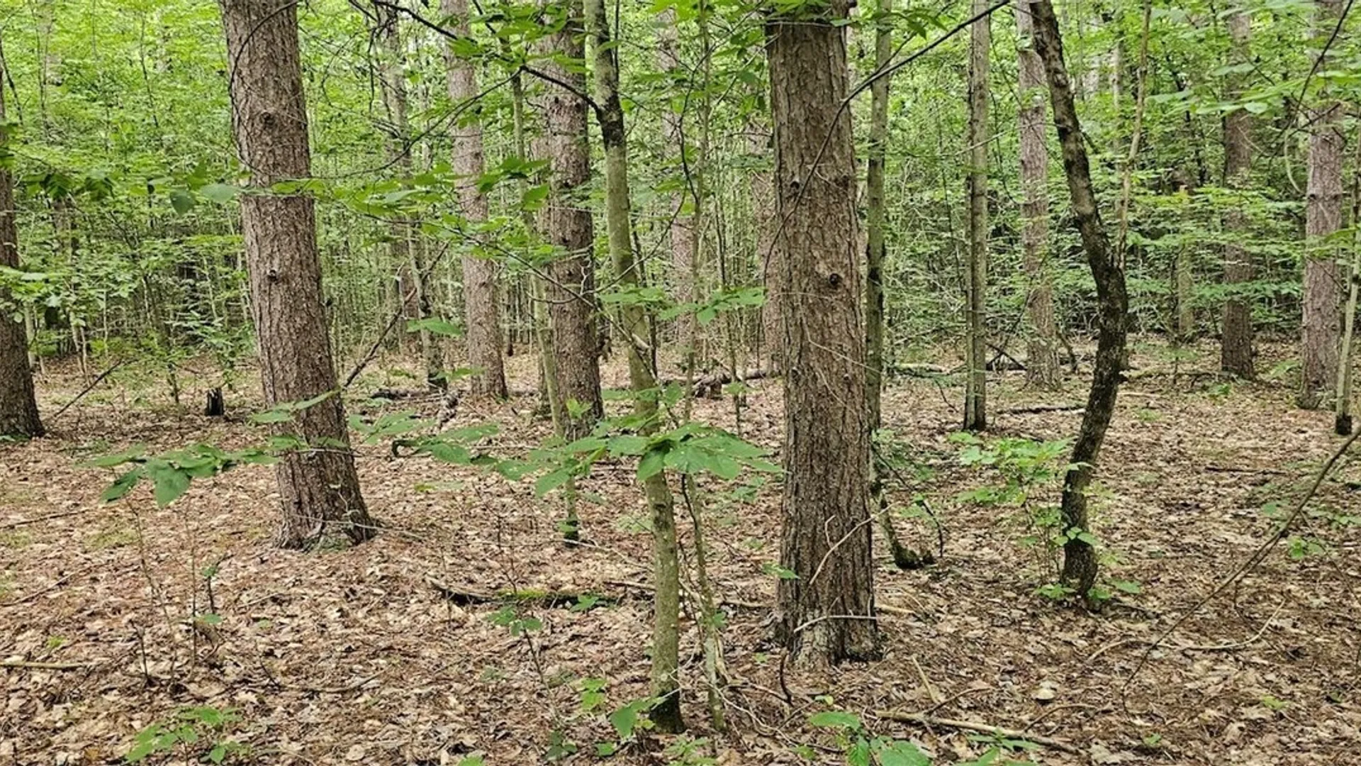 Property at Union Hill Road, Candor, NY 13743 22