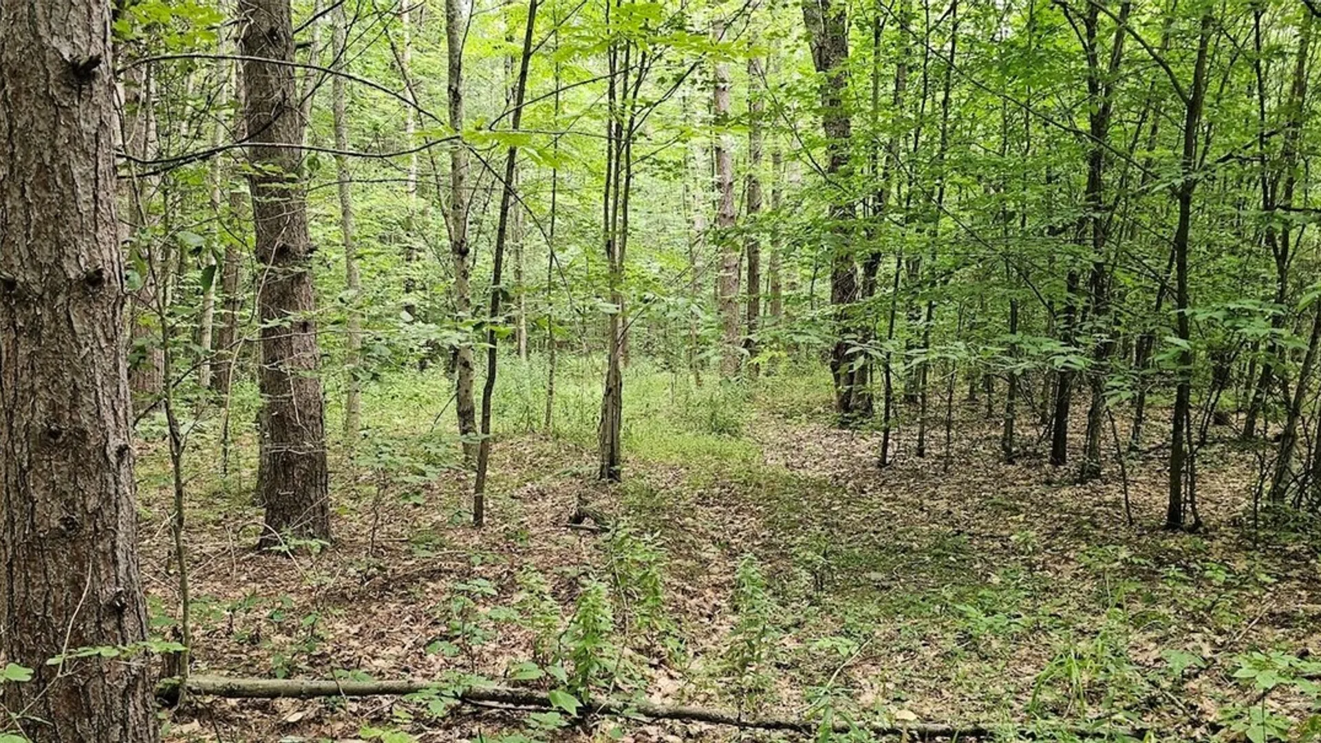 Property at Union Hill Road, Candor, NY 13743 23