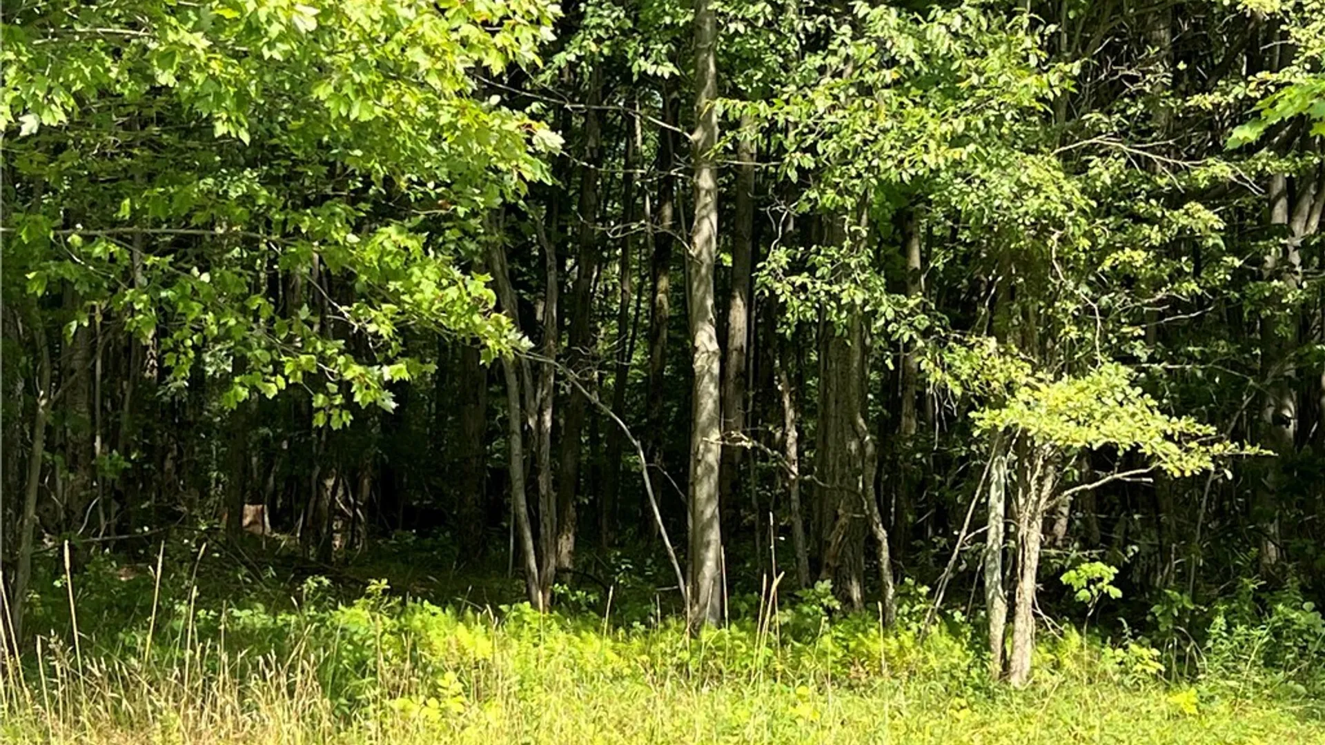 Property at Mead Road, Busti, NY 14750 13