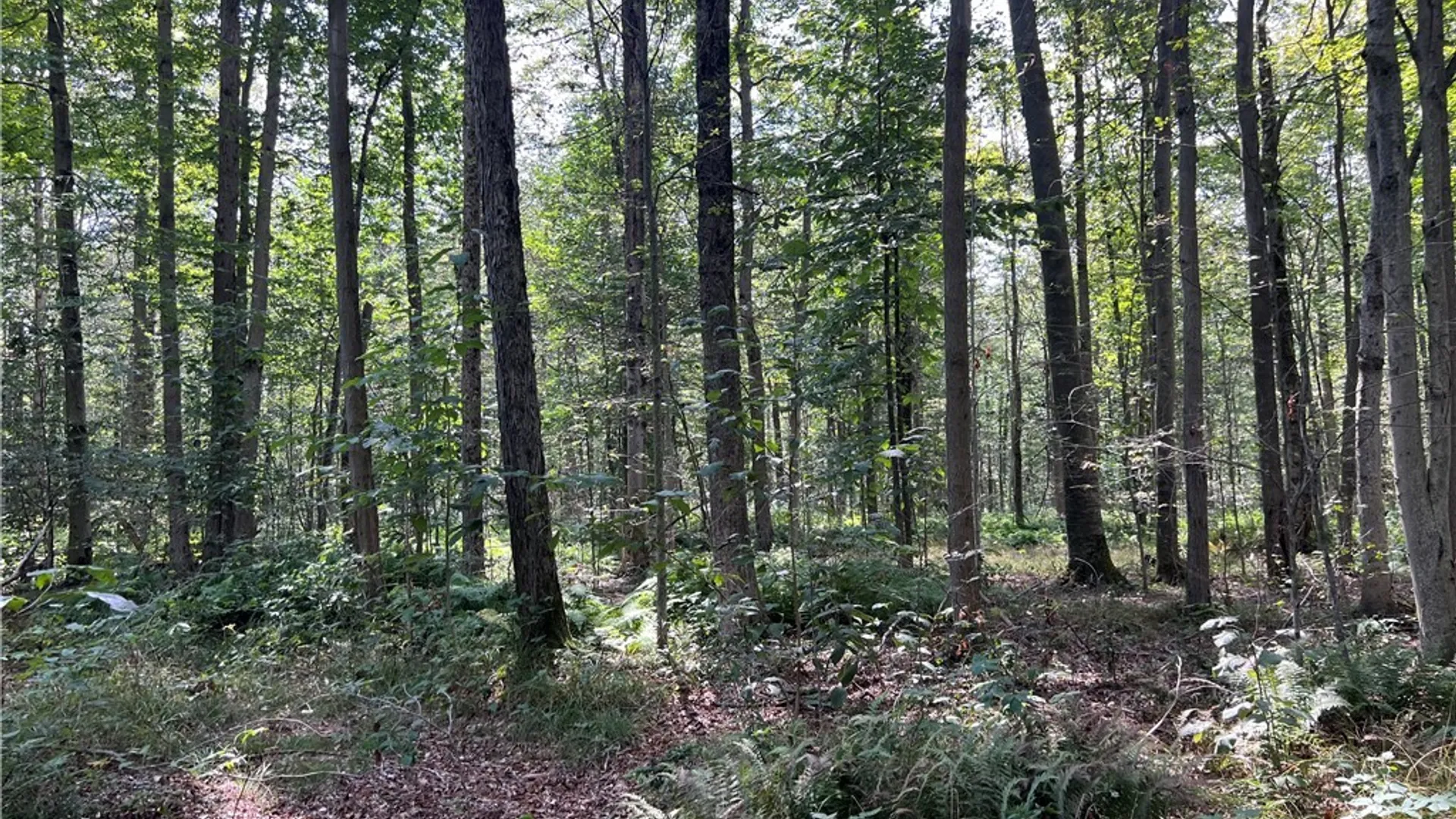 Property at Mead Road, Busti, NY 14750 21