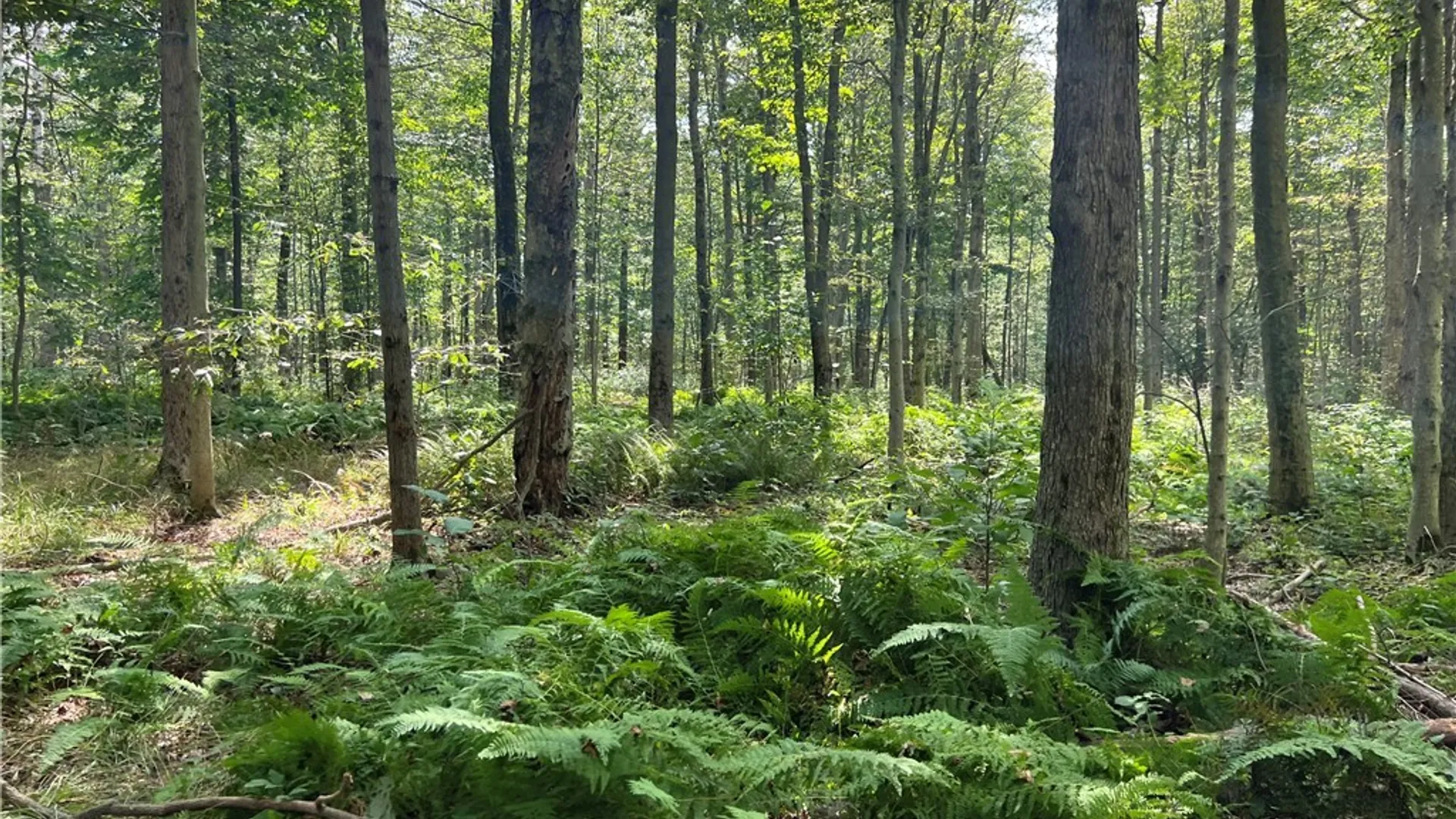 Property at Mead Road, Busti, NY 14750 22