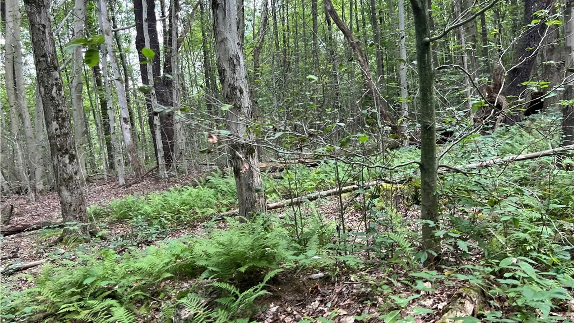 Property at Mead Road, Busti, NY 14750 27