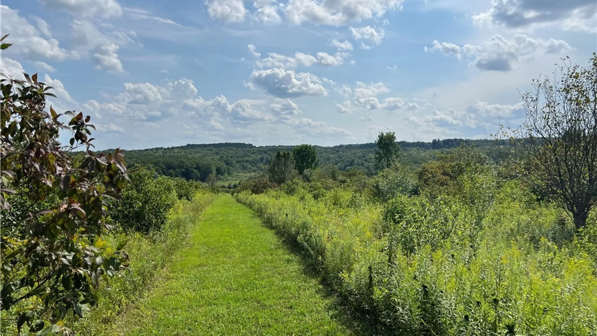 Property at Mead Road, Busti, NY 14750 31