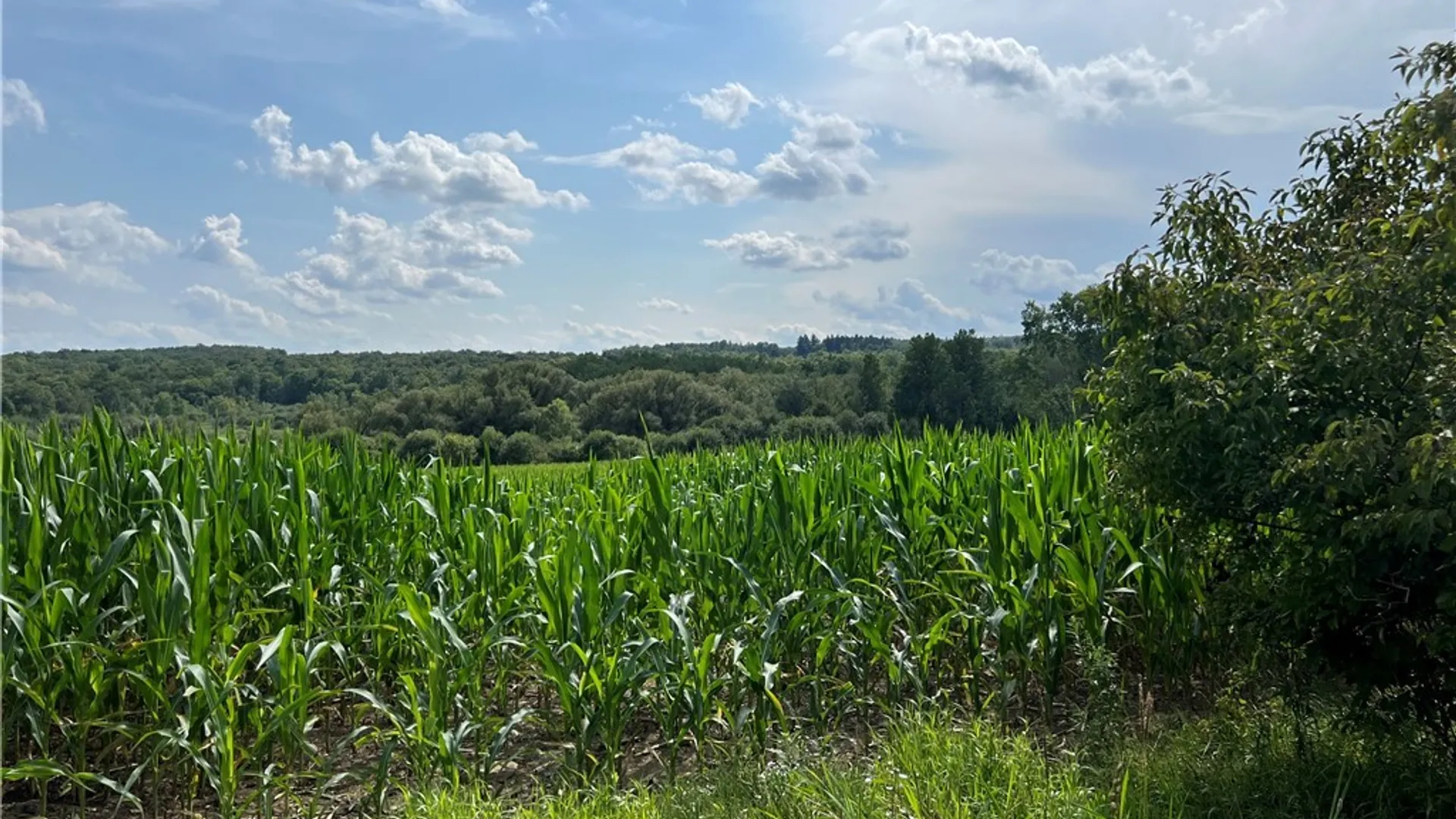 Property at Mead Road, Busti, NY 14750 34