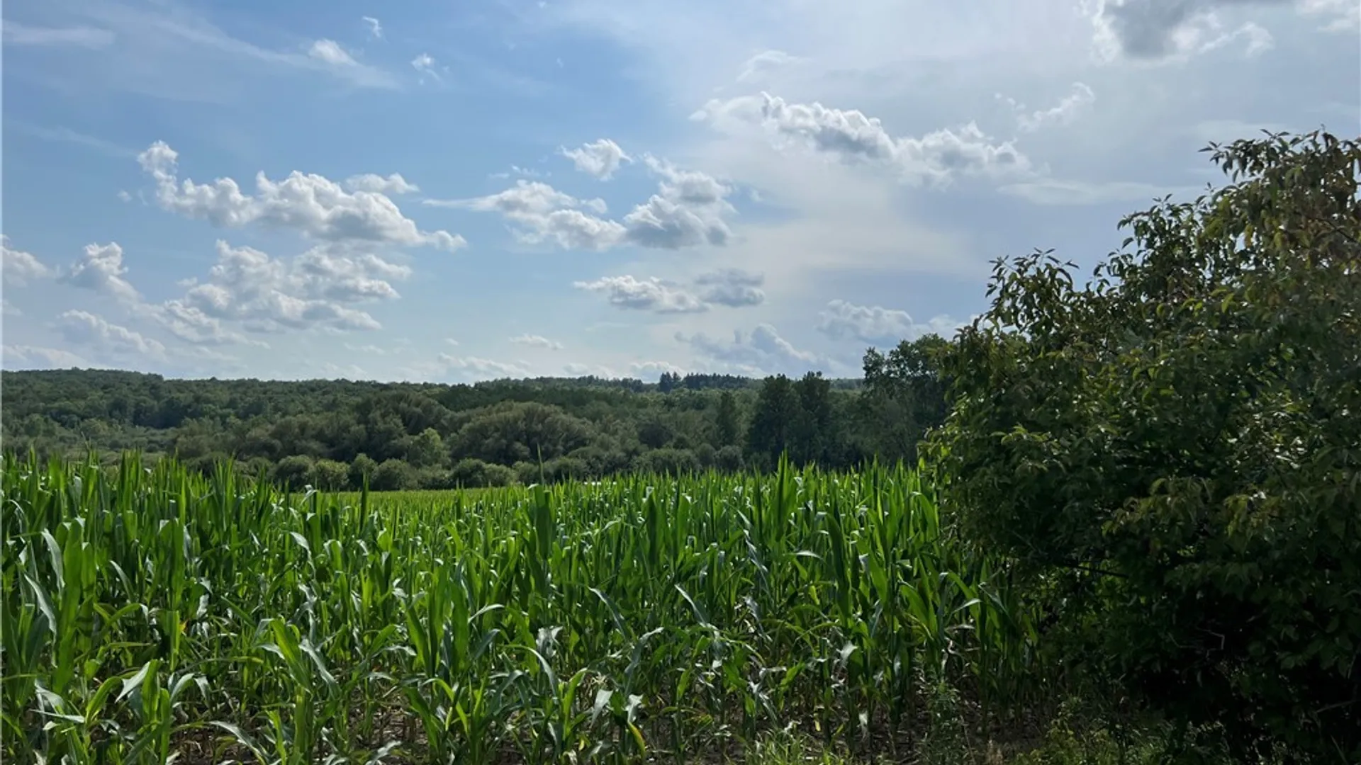 Property at Mead Road, Busti, NY 14750 35