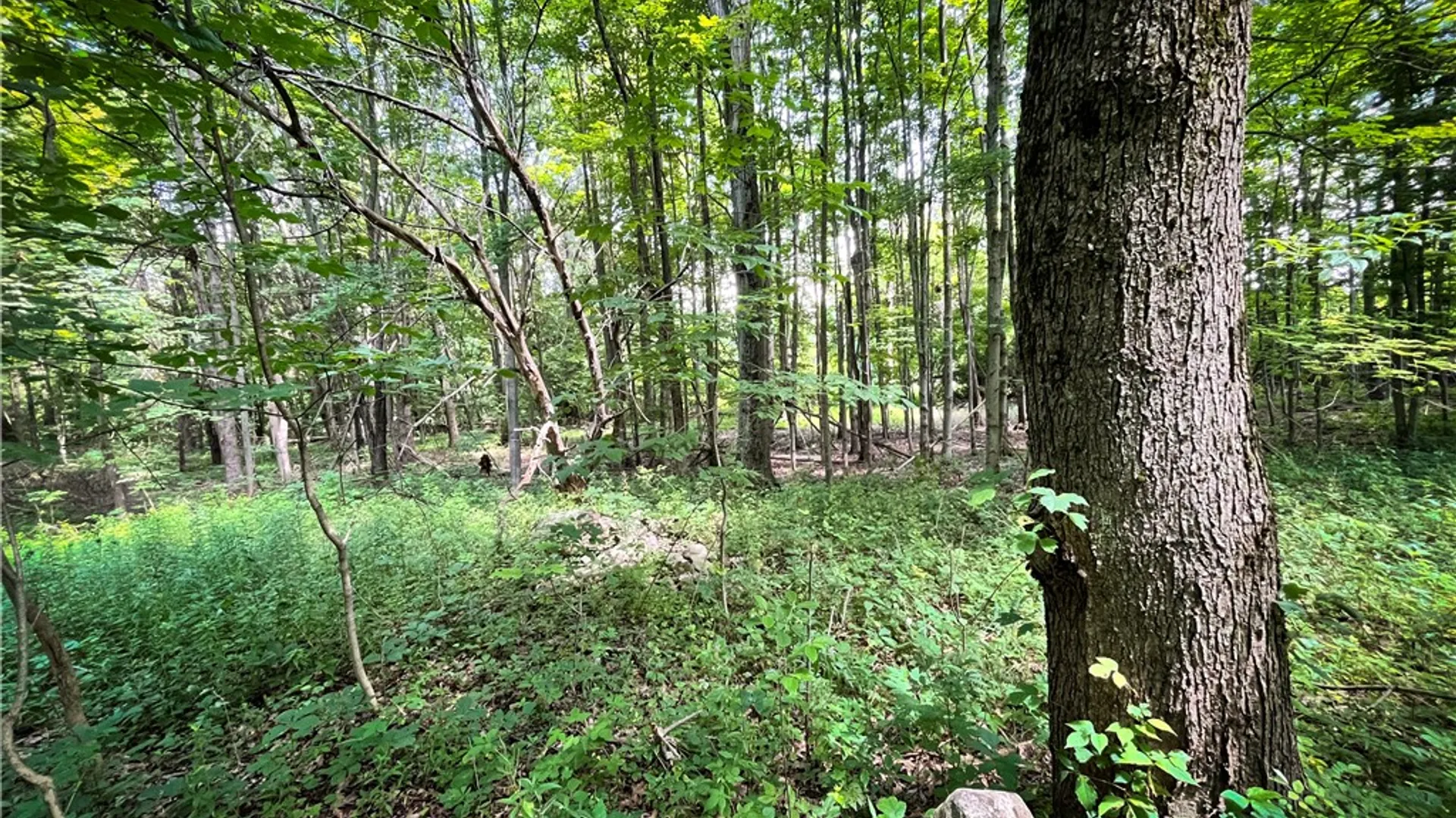 Property at 9008 State Route 3, Sandy Creek, NY 13145 16