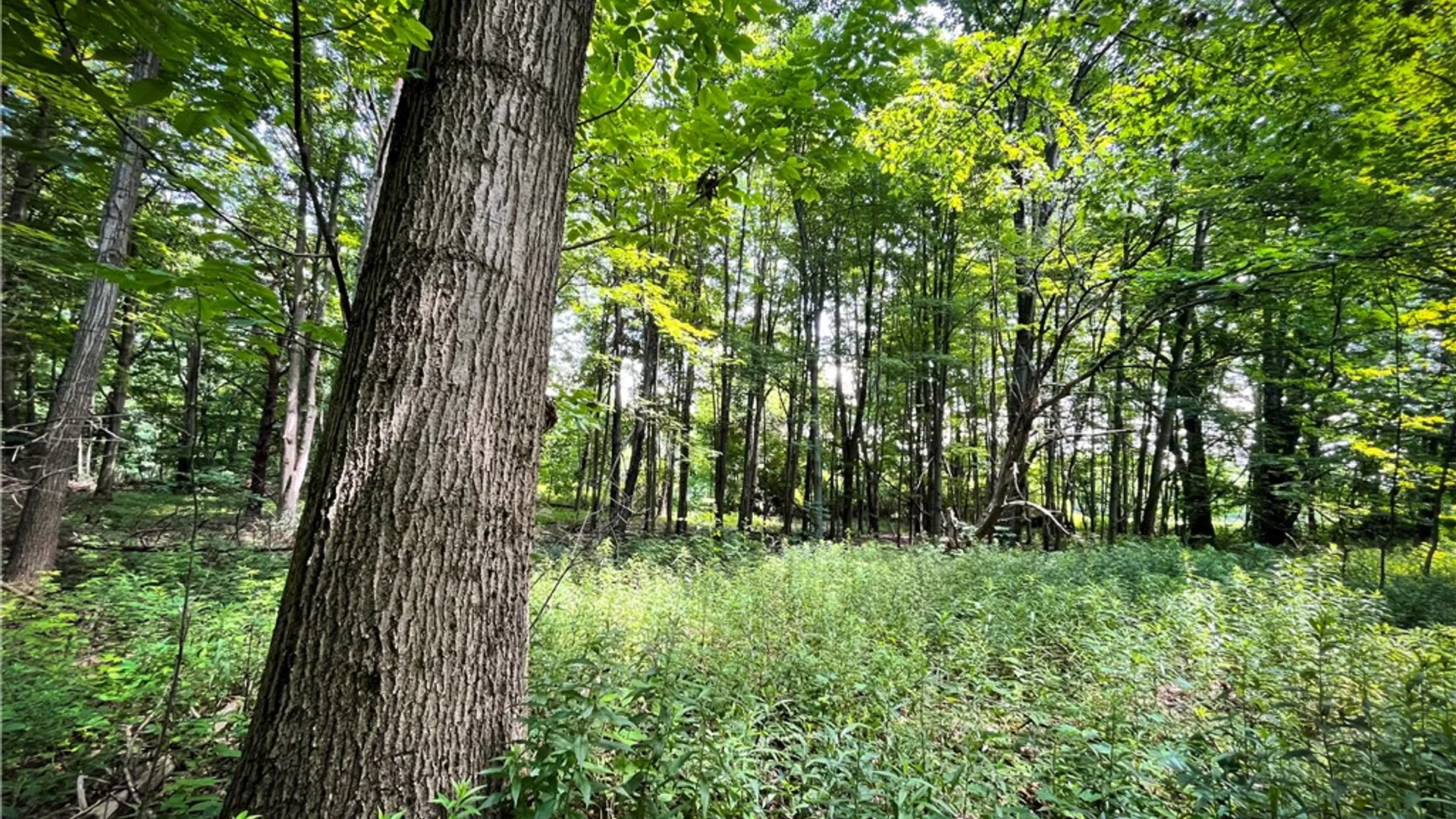 Property at 9008 State Route 3, Sandy Creek, NY 13145 18