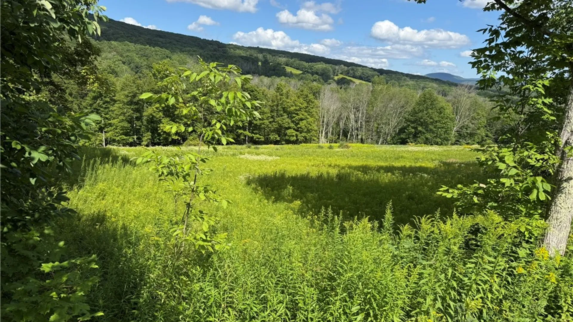 Property at 0 Lower Meeker Hollow Run, Roxbury, NY 12474 4