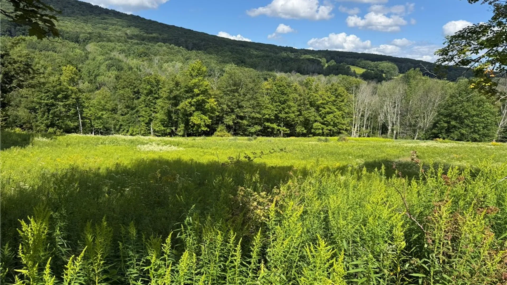 Property at 0 Lower Meeker Hollow Run, Roxbury, NY 12474 5